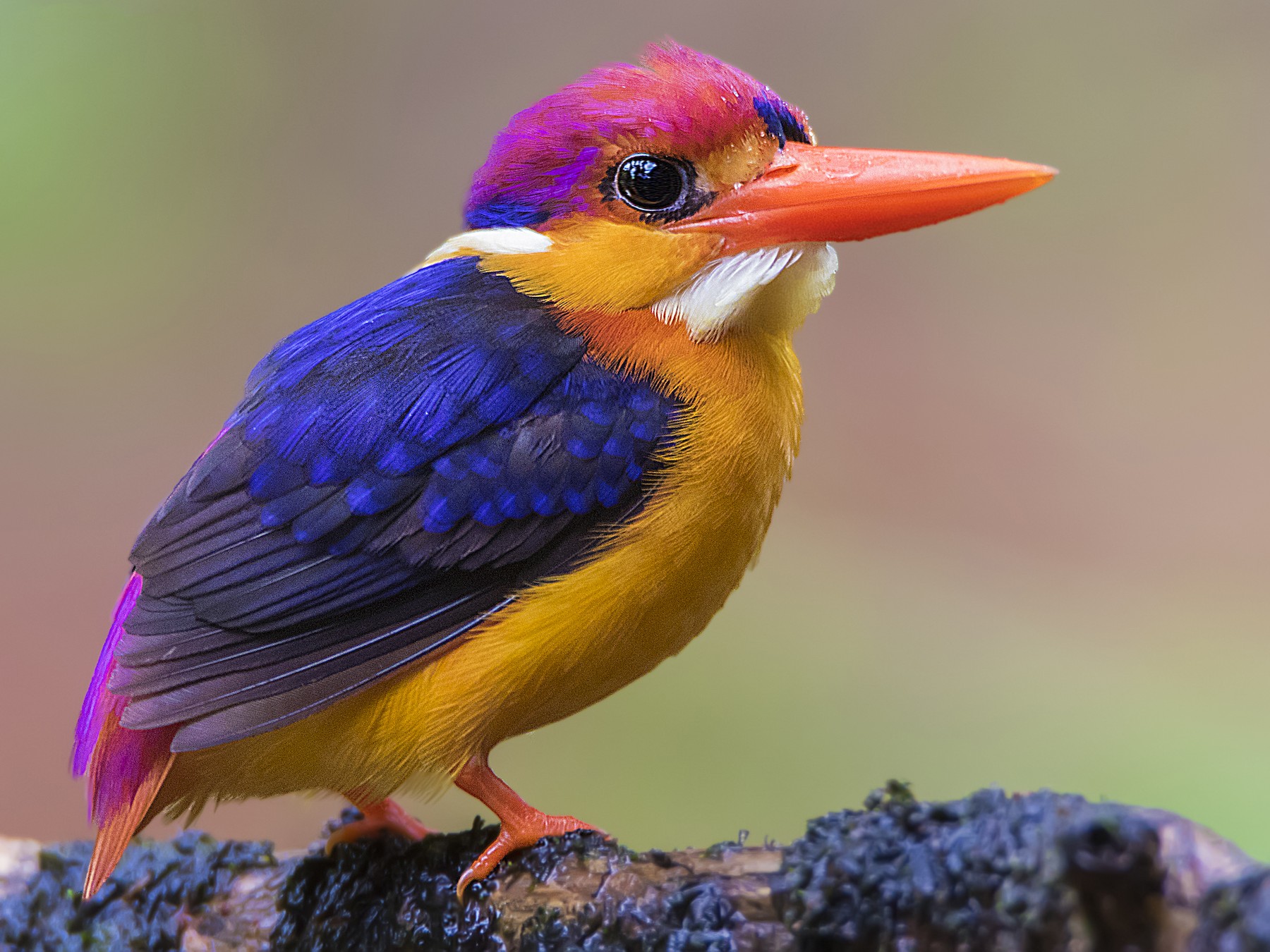 This a is beautiful and multicoloured and colorful birds, many people