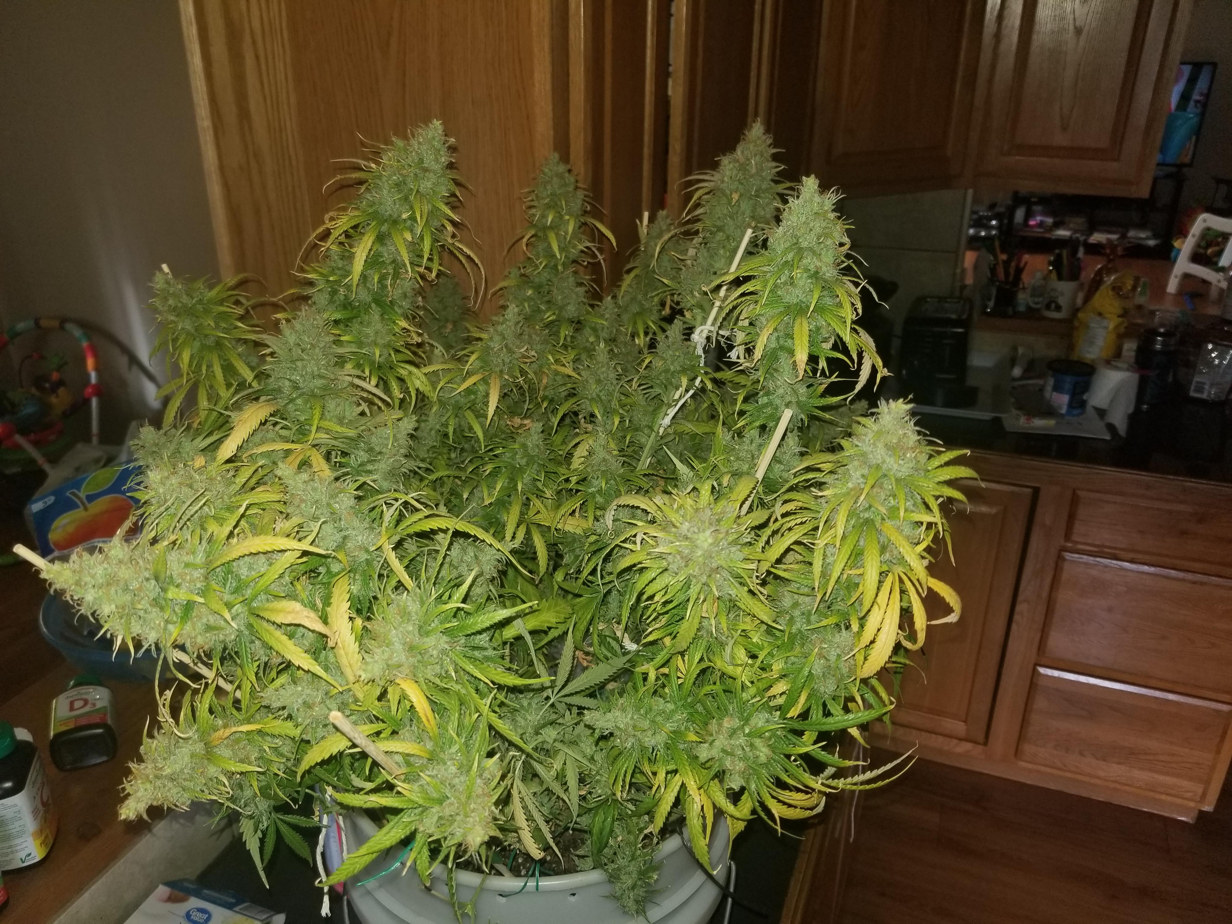 489 best Pink Kush images on Pholder The OCS, Microgrowery and Rec Pics