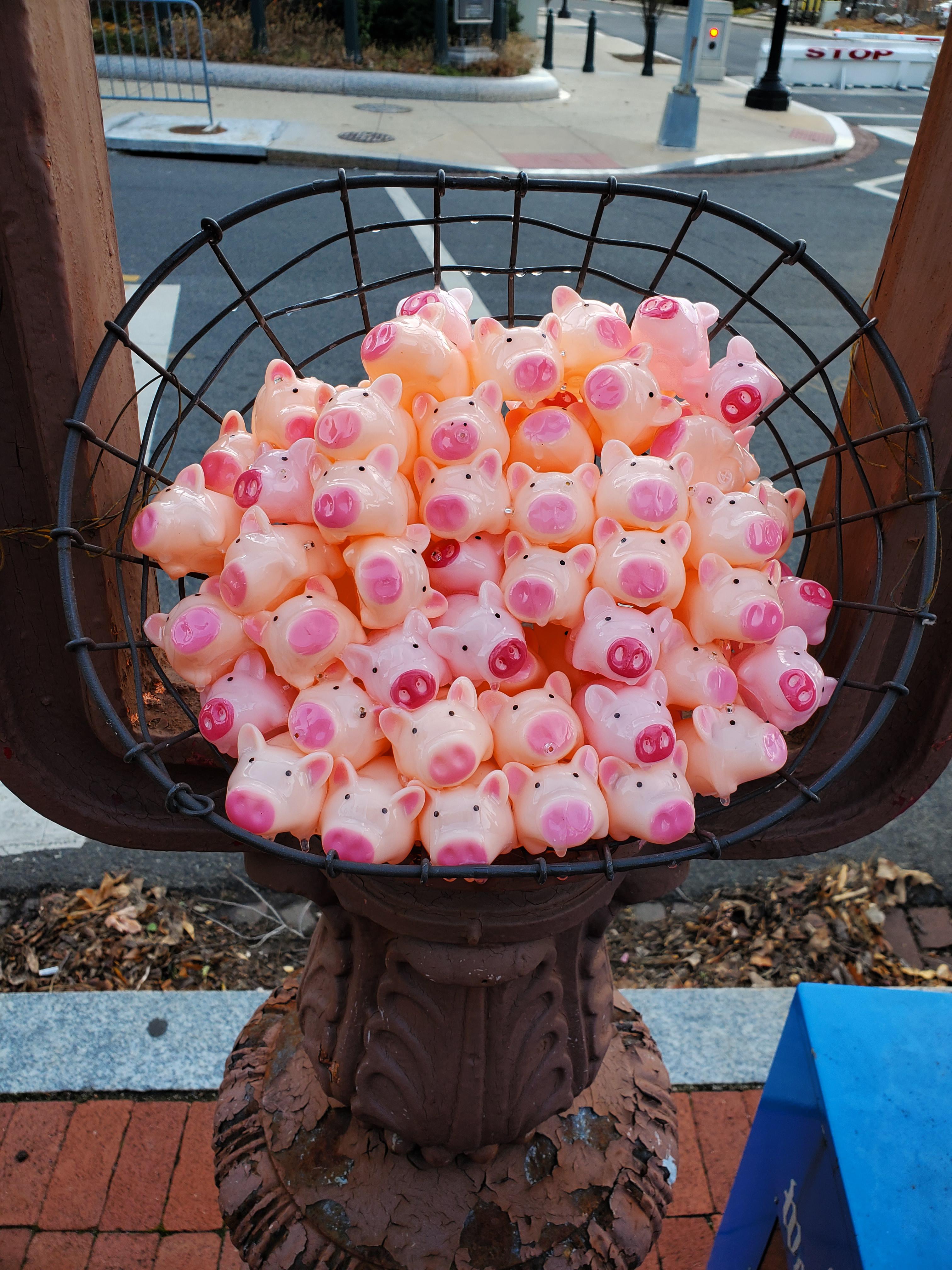 Pigs in a basket? Found these Pigs in a basket on Second NE near the