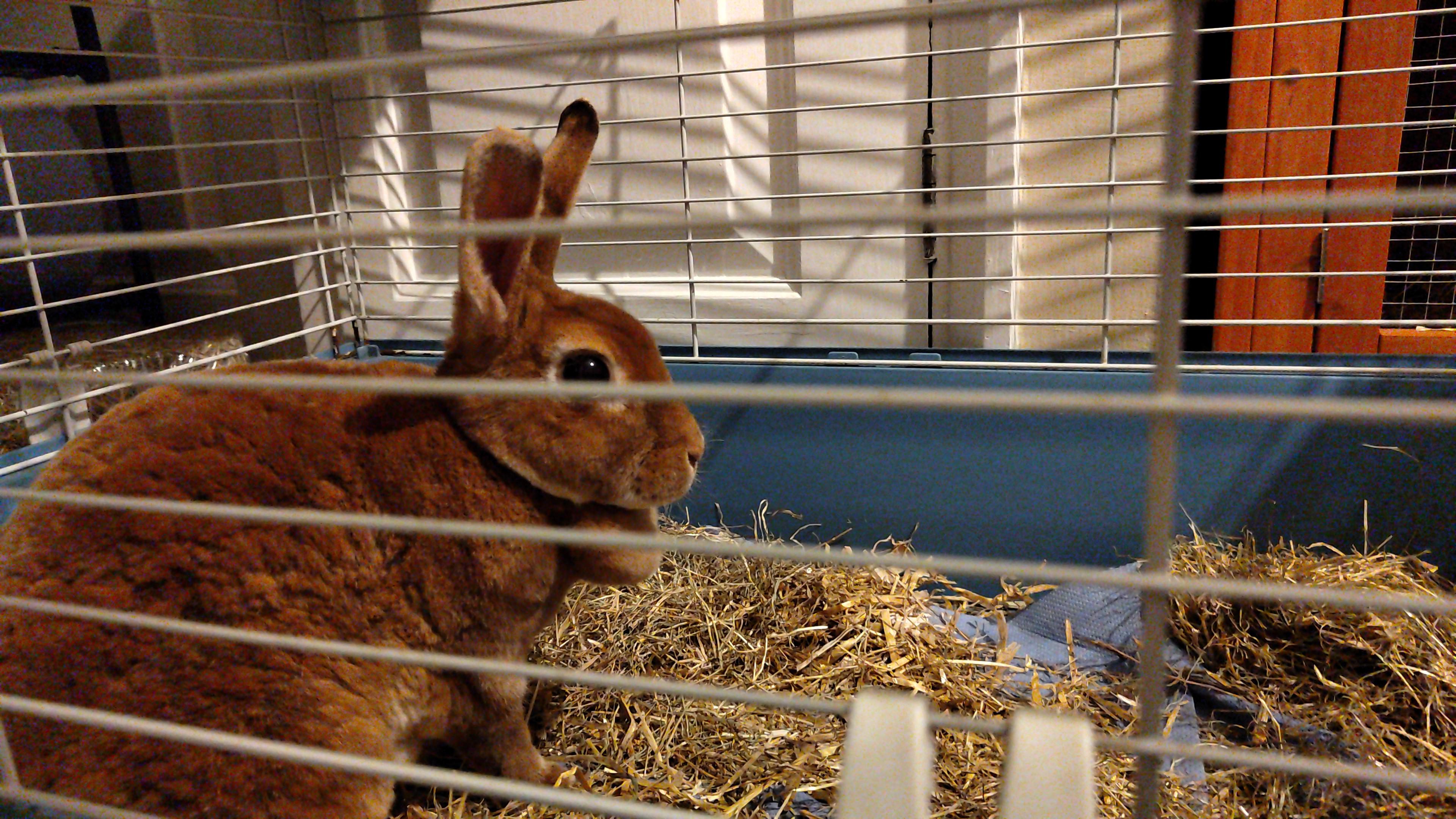 slug and snail seige last night. I brought her in the moment I went to give her dinner. any