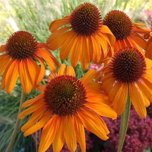 Where to buy echinacea plant r/seedstore