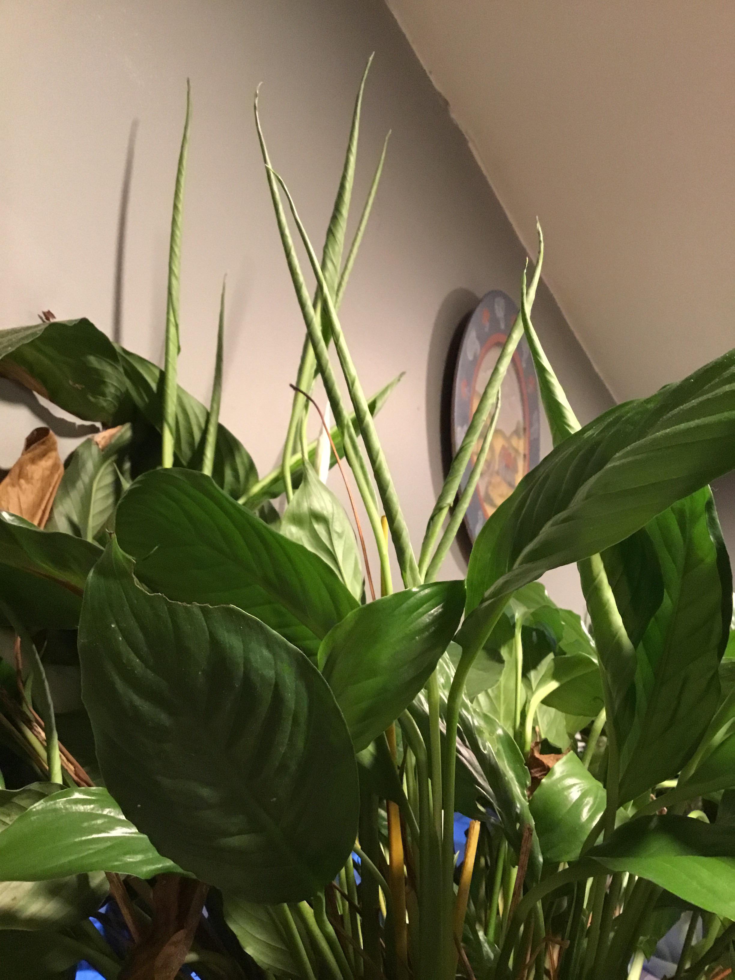 Peace lily putting out tight curled leaves. r/gardening
