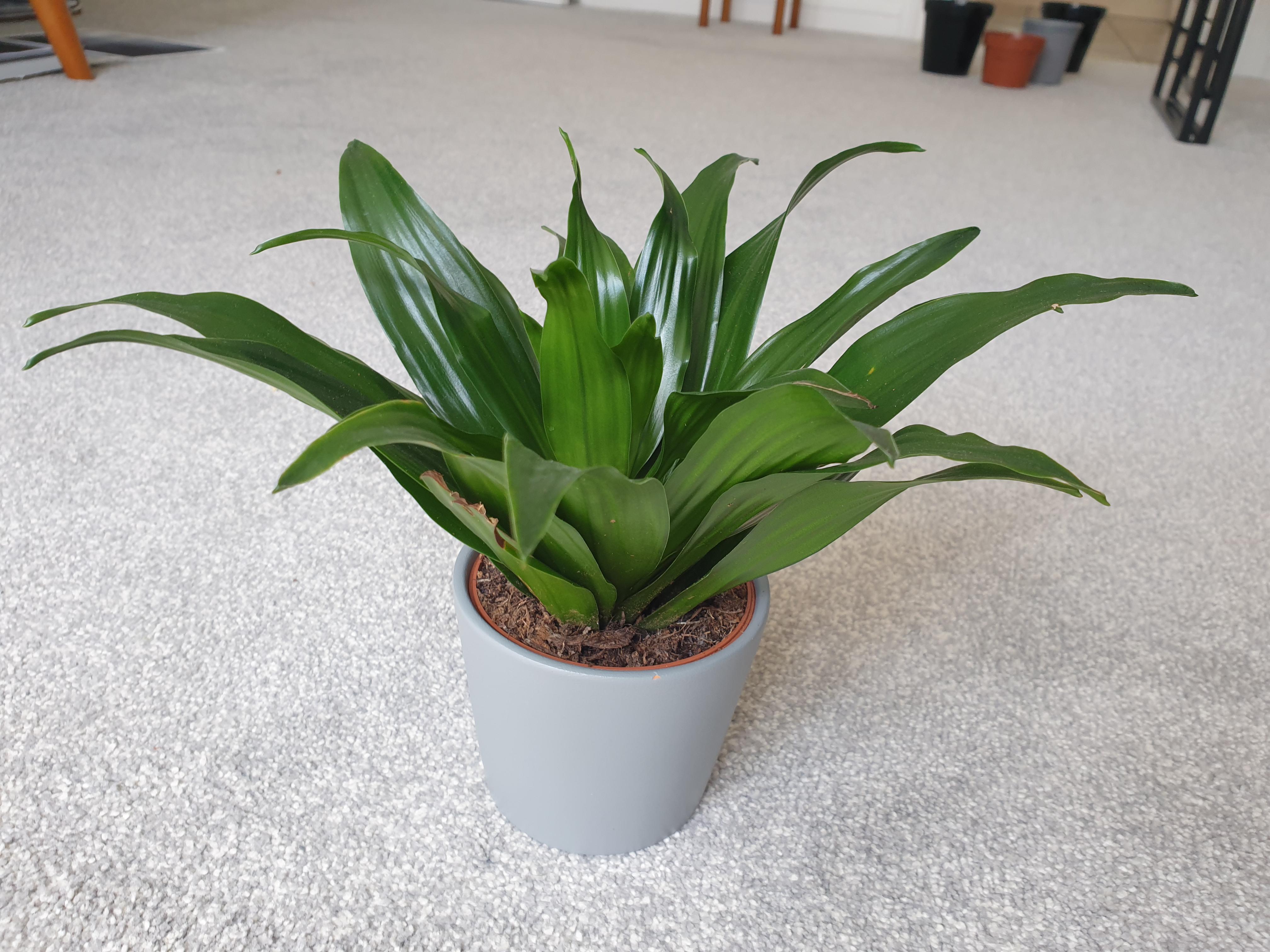 Should I repot my dracena compacta? How big will it grow? Its very