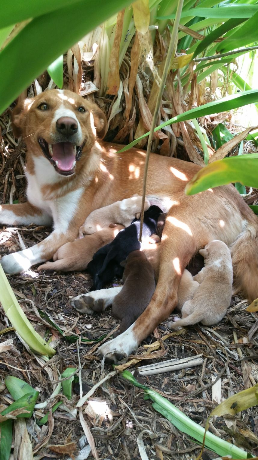 My dog had her first litter! r/aww