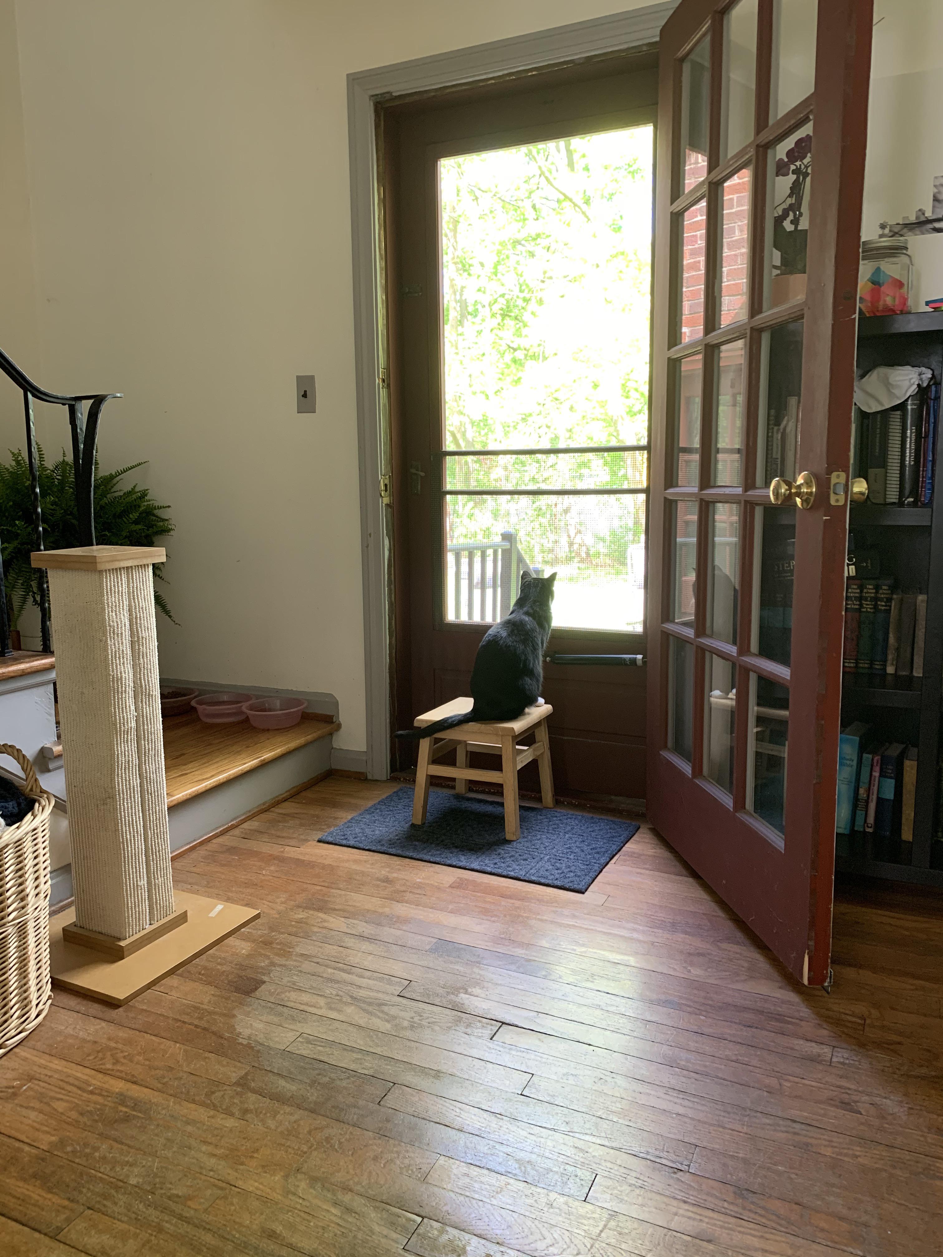 10000 best Standing Cat images on Pholder Cats