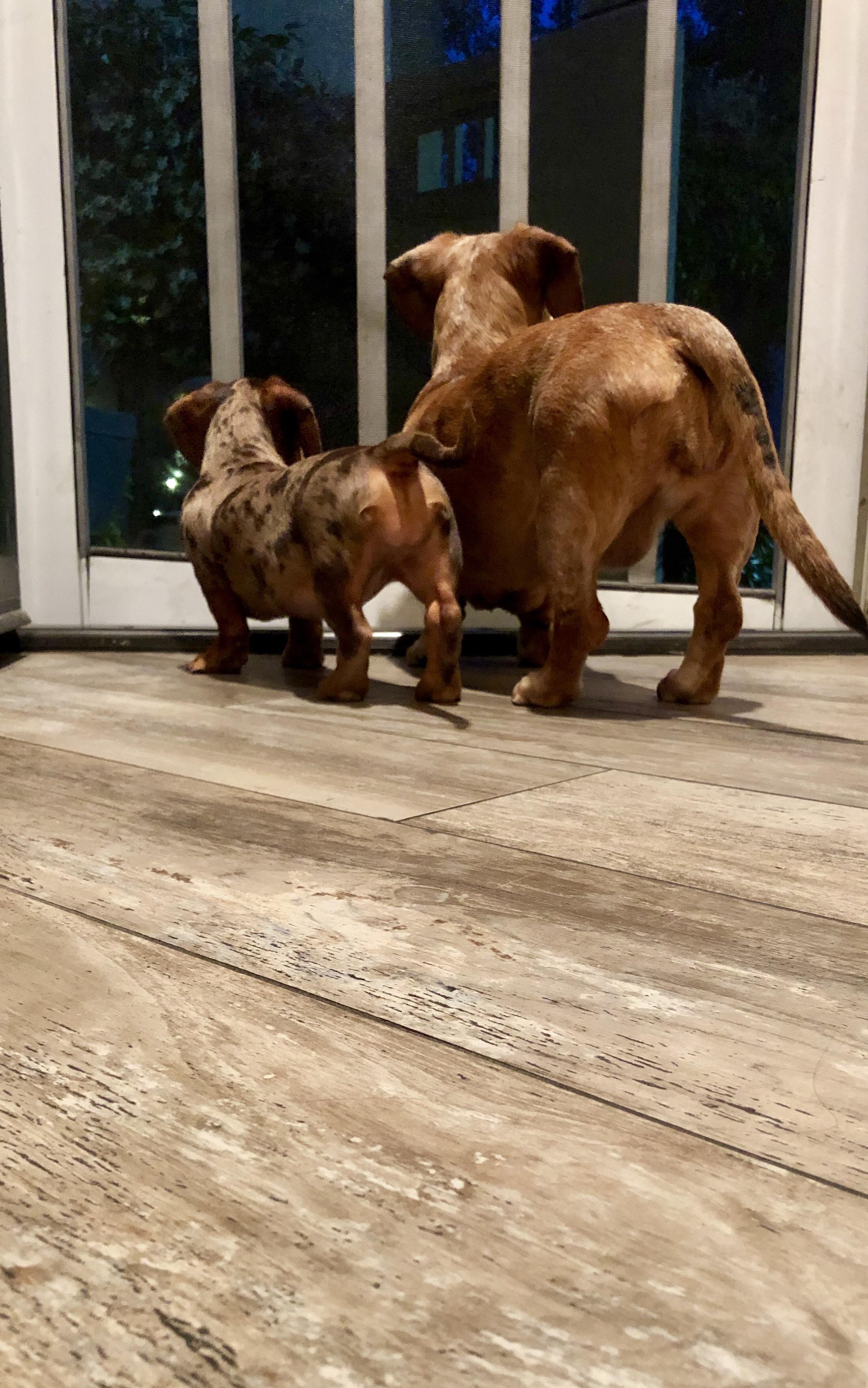Teaching the puppy how to guard the door r/Dachshund