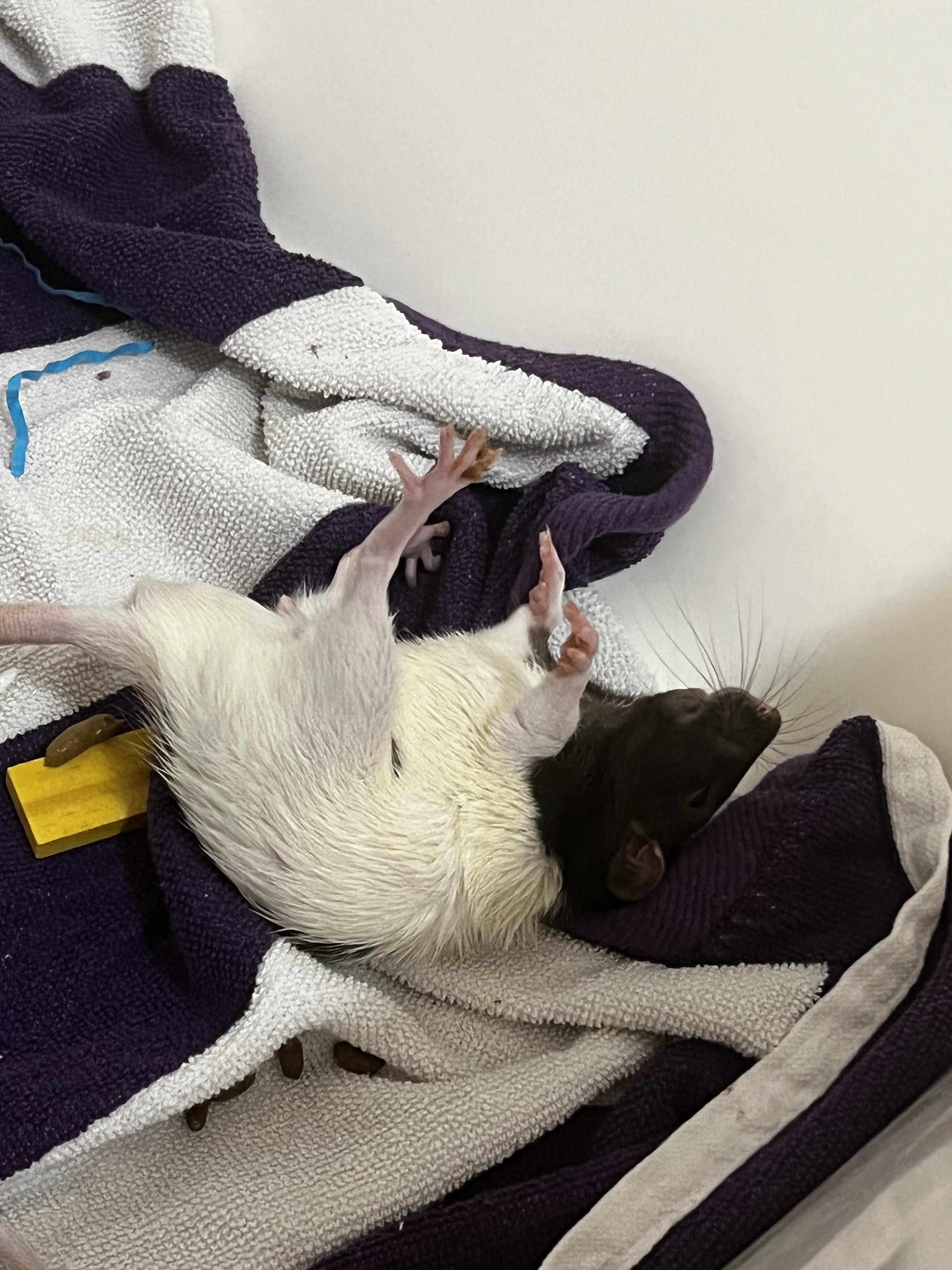 I got a new rat, with that, i learned some rats can/will play dead like