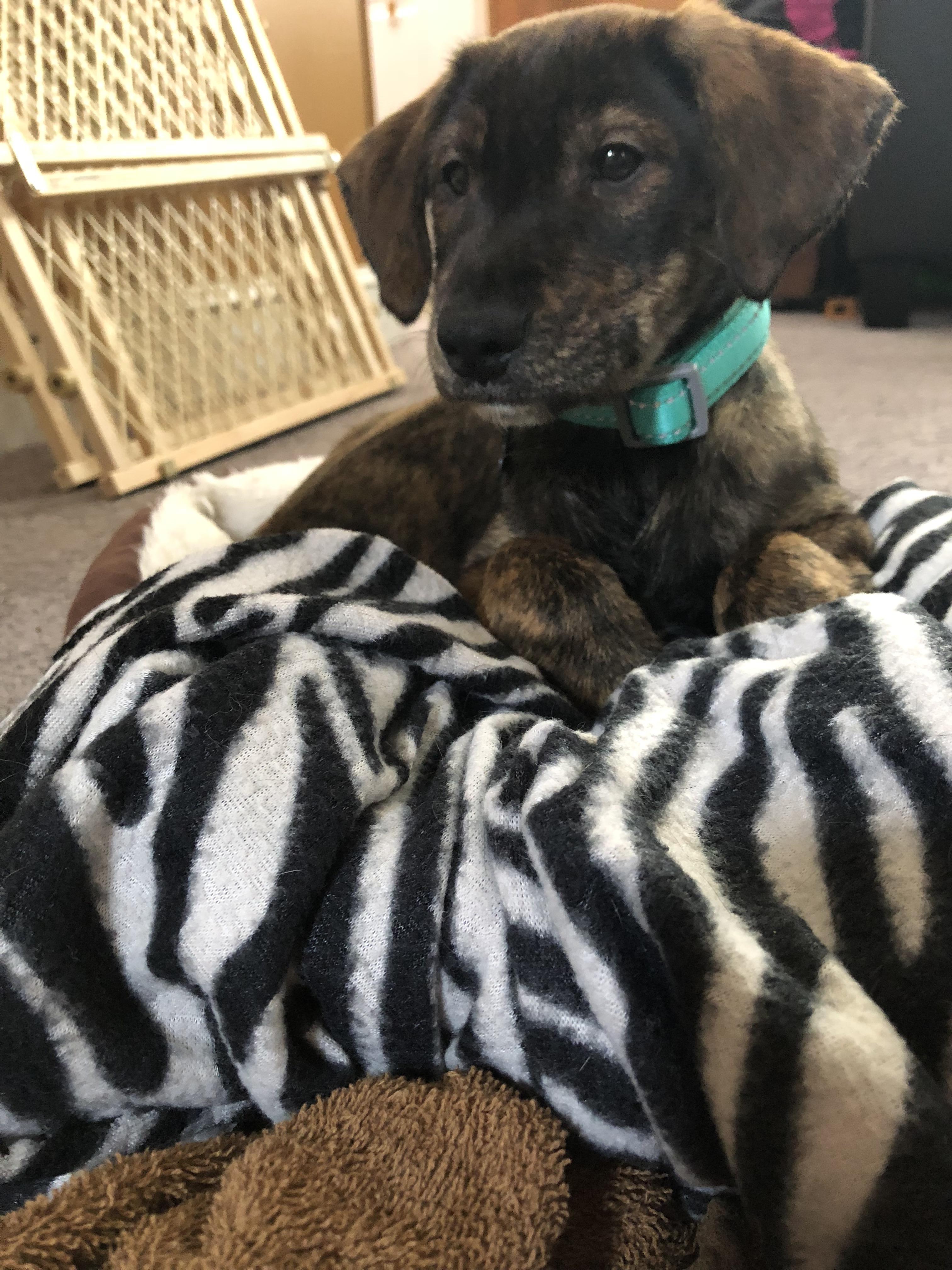 Picked up my rescue puppy! He’s German Shepard/Shar Pei mix aww