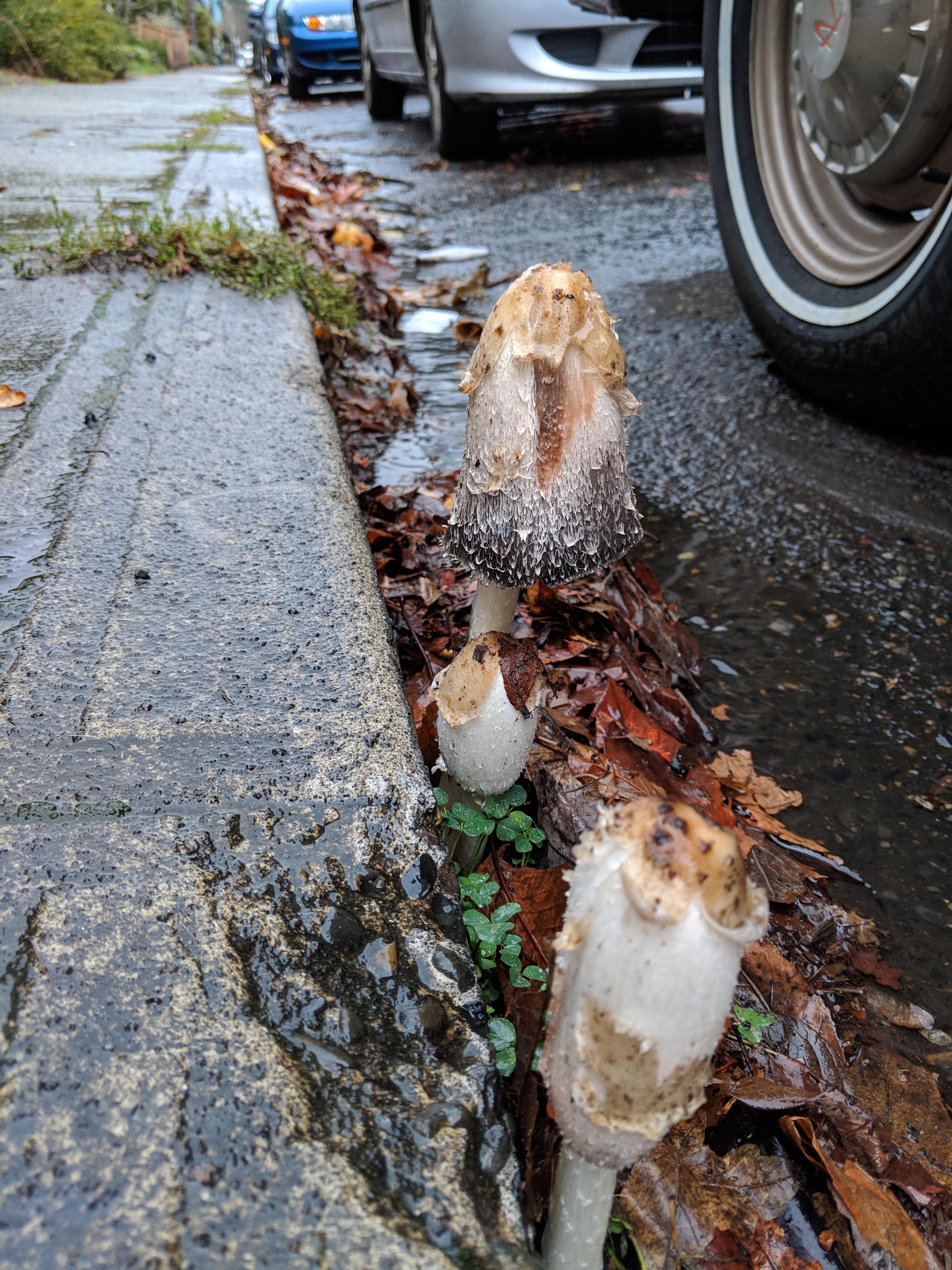 Beautiful Portland street mushrooms r/mycology