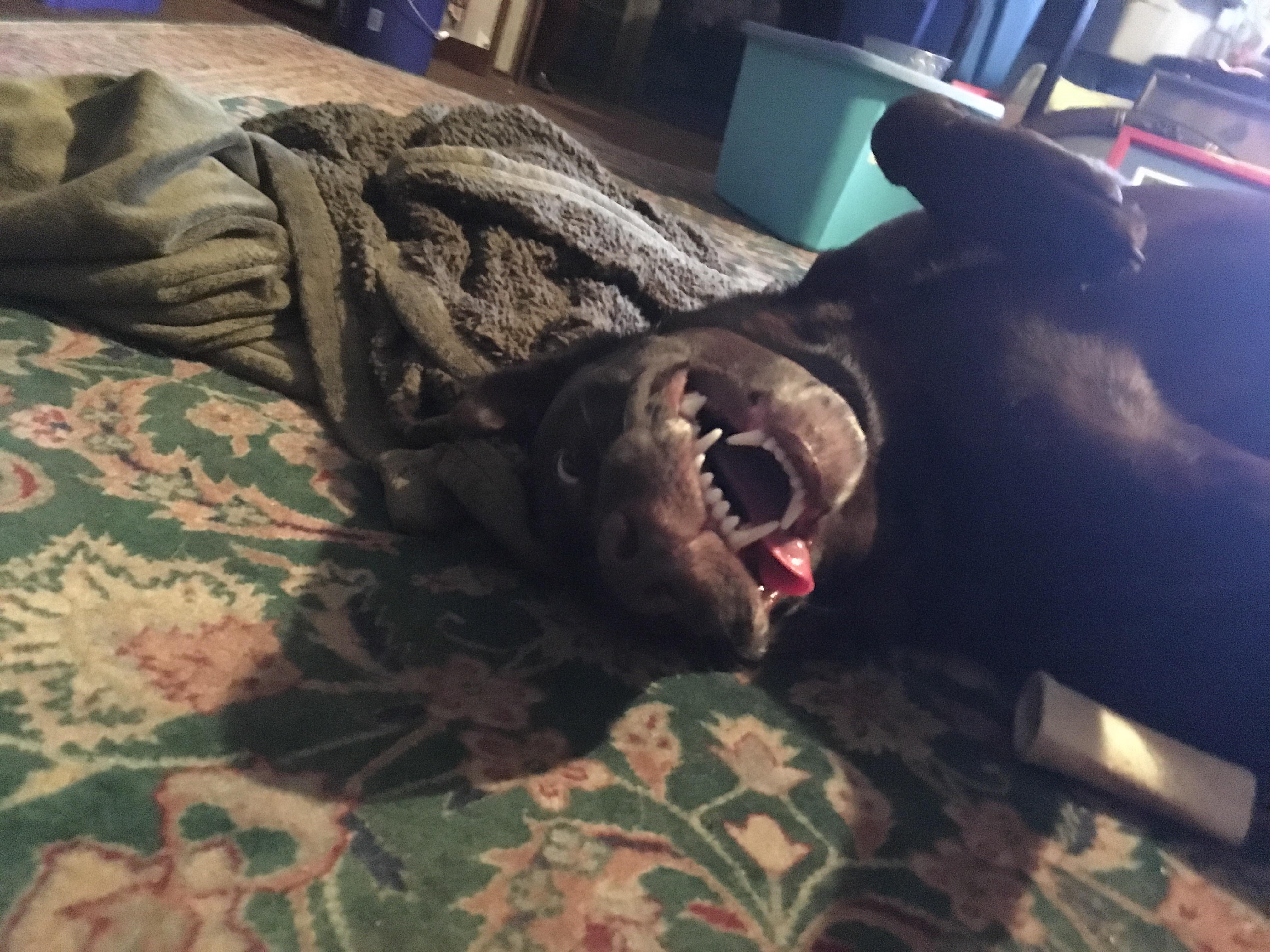 Upside down dog r/StoppedWorking