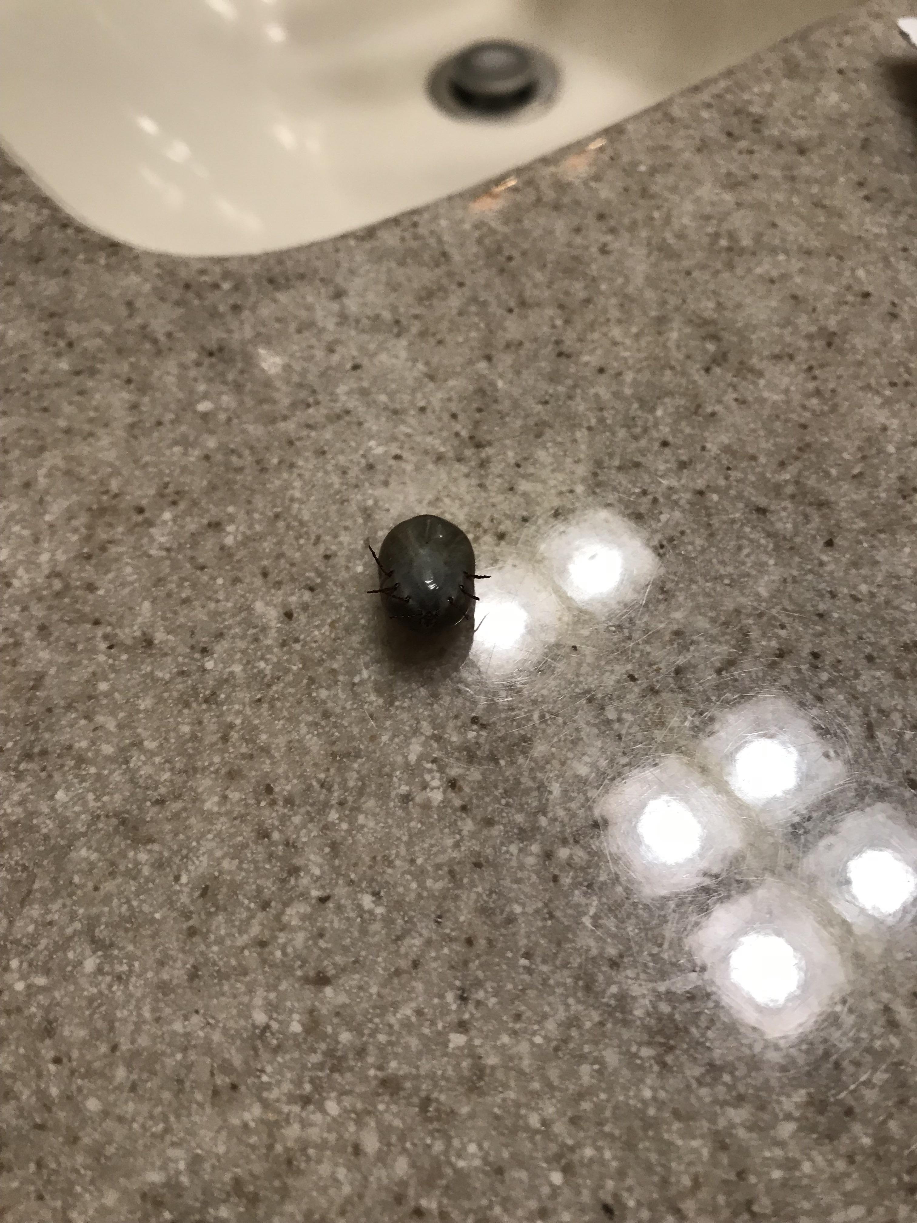 Large egg with legs sticking out, what is this? r/whatsthisbug