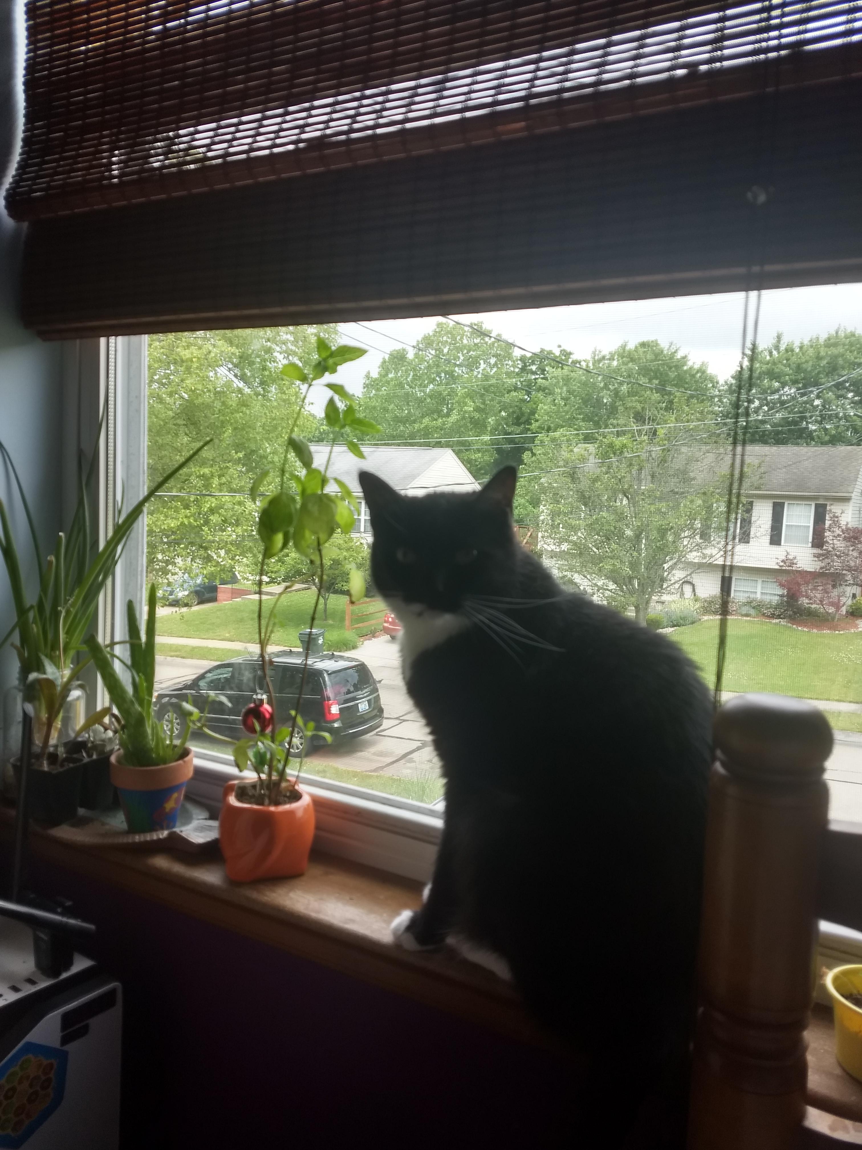 Why do cats chew on random plants? r/cats
