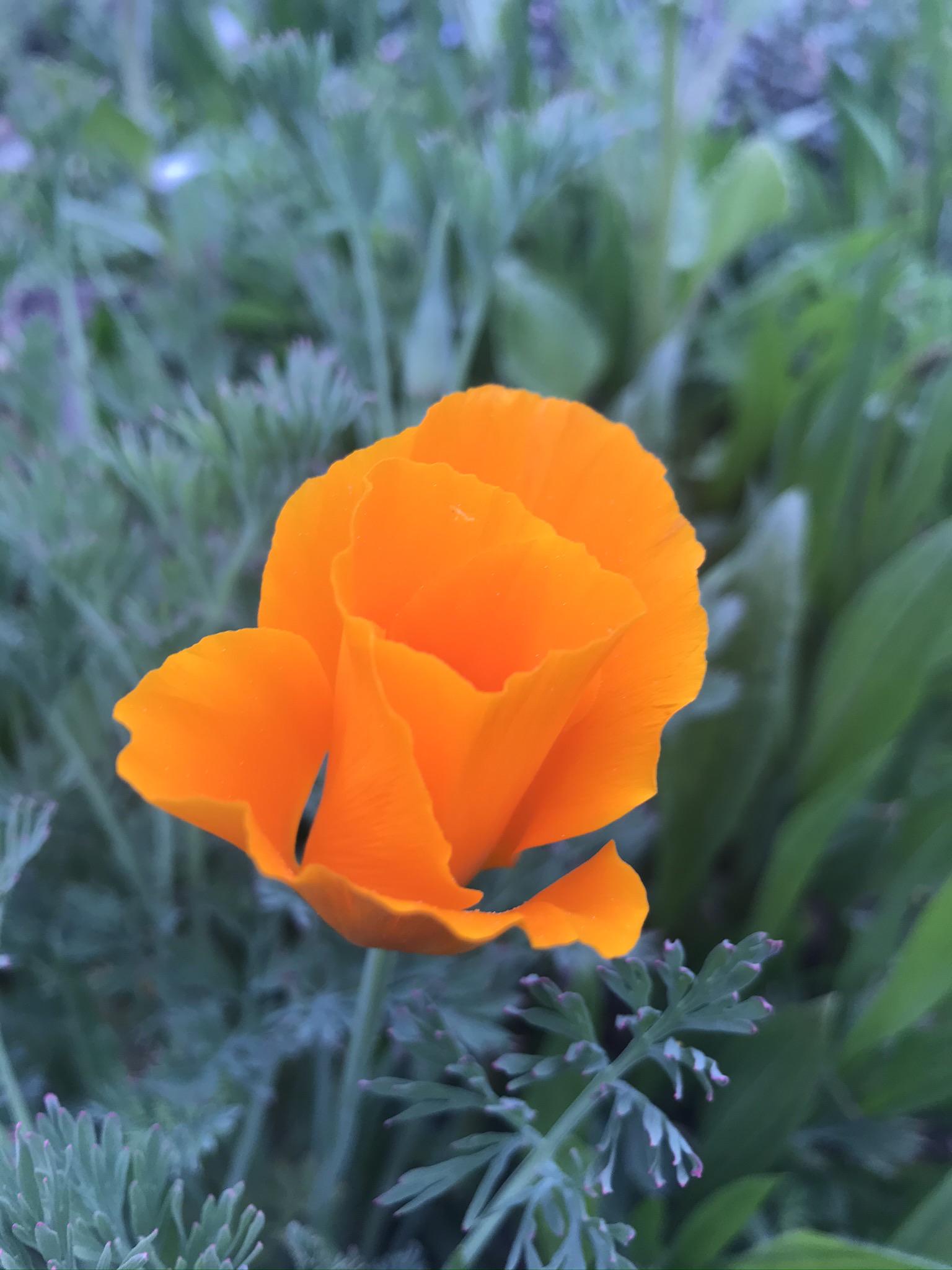 This is one of the most beautiful flowers I’ve ever seen, and it grows