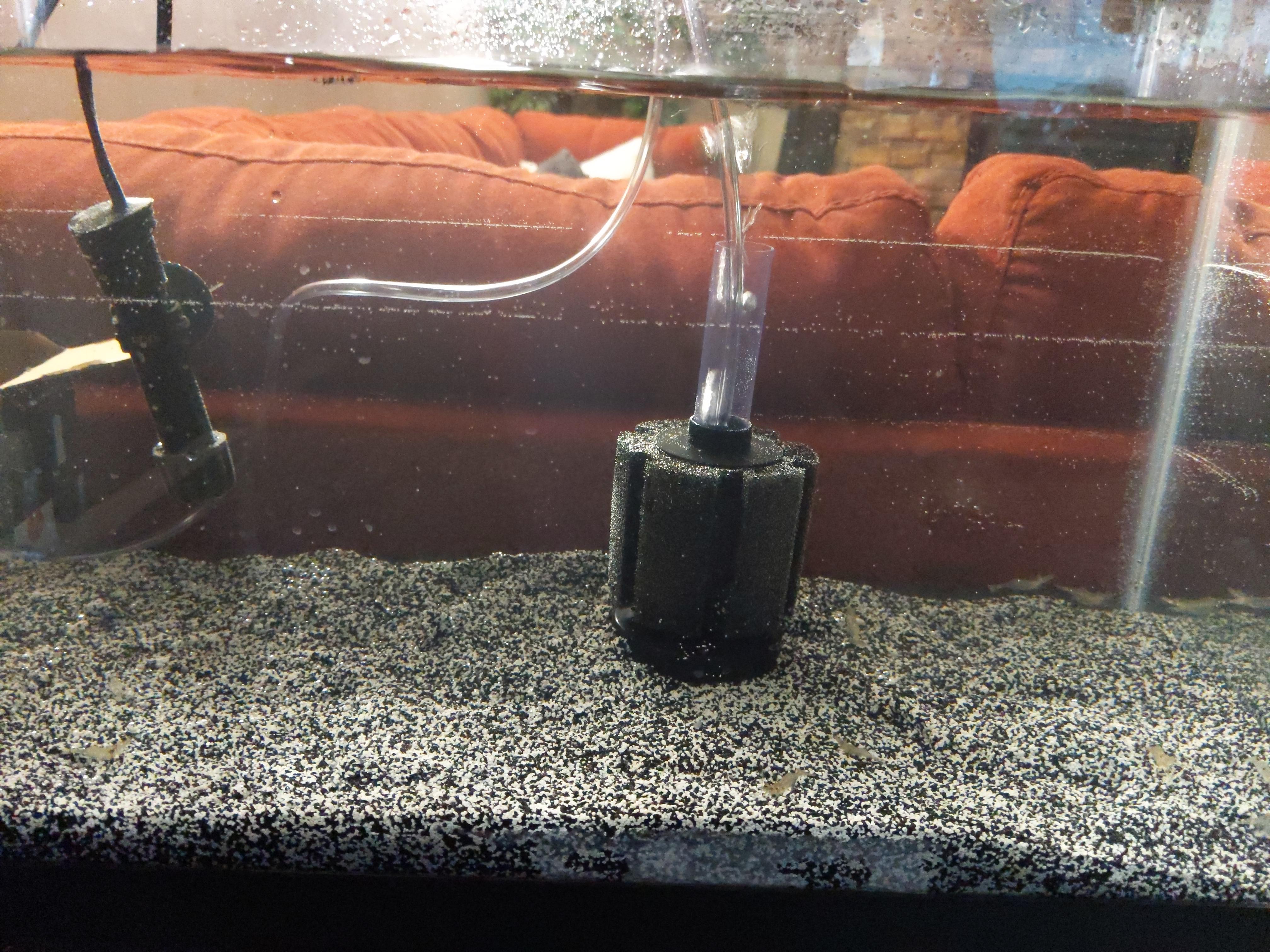 Ghost shrimp breeding tank set up! r/Aquariums