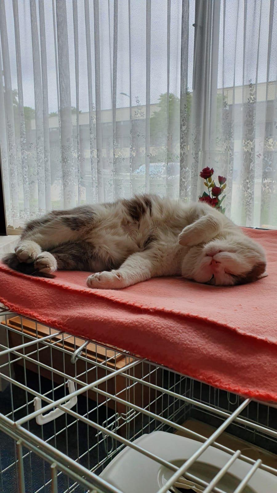 Is there a world record for the longest sleepers? r/cat