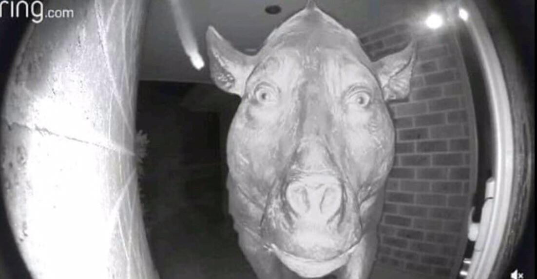Doorbell Camera Animal, only spawns at night. r/Bossfight