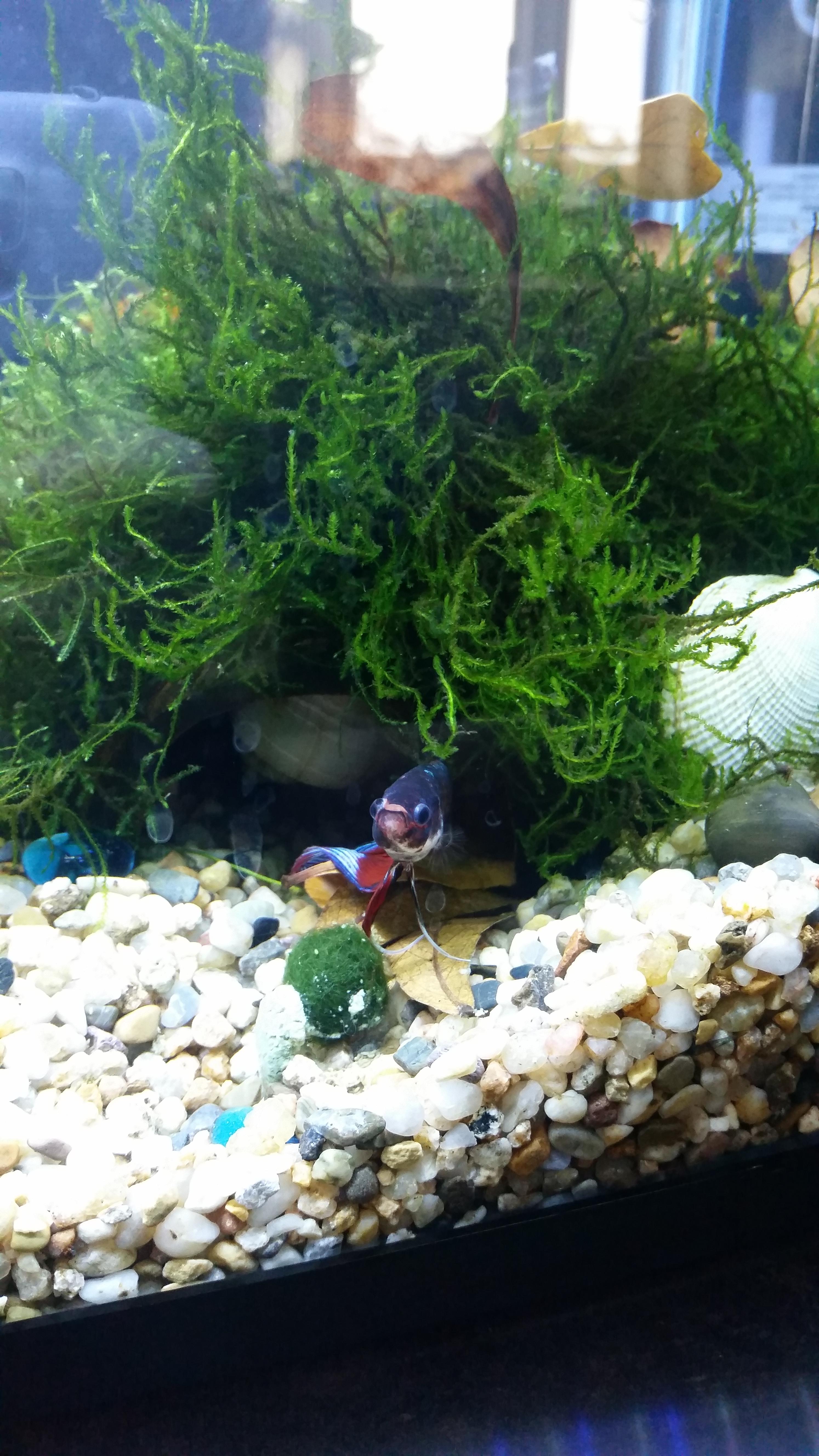 Finally upgraded my bettas aquarium from 3 to 5 gallon. He is a growing