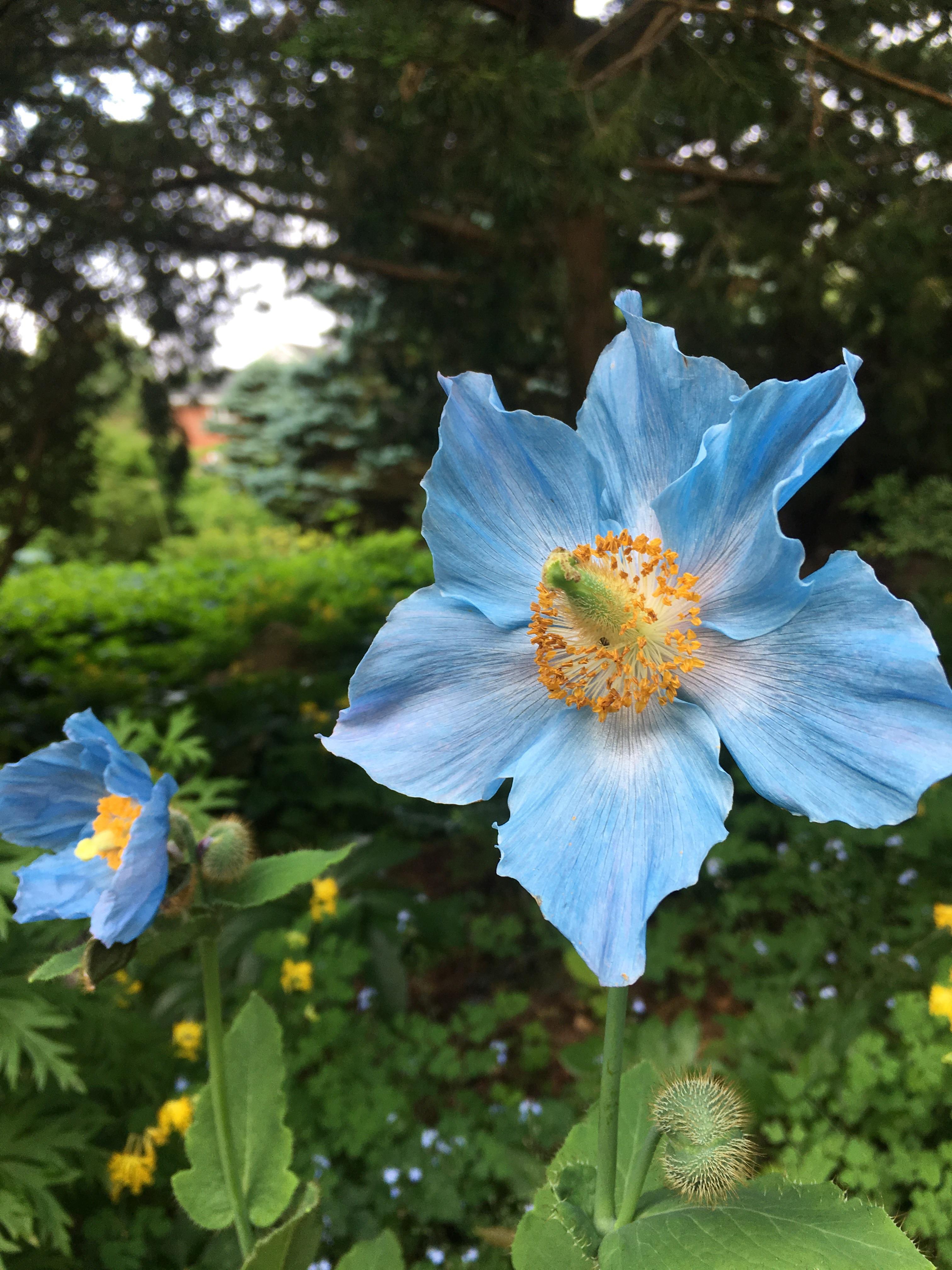 Himalayan Blue Poppy in full glory r/gardening