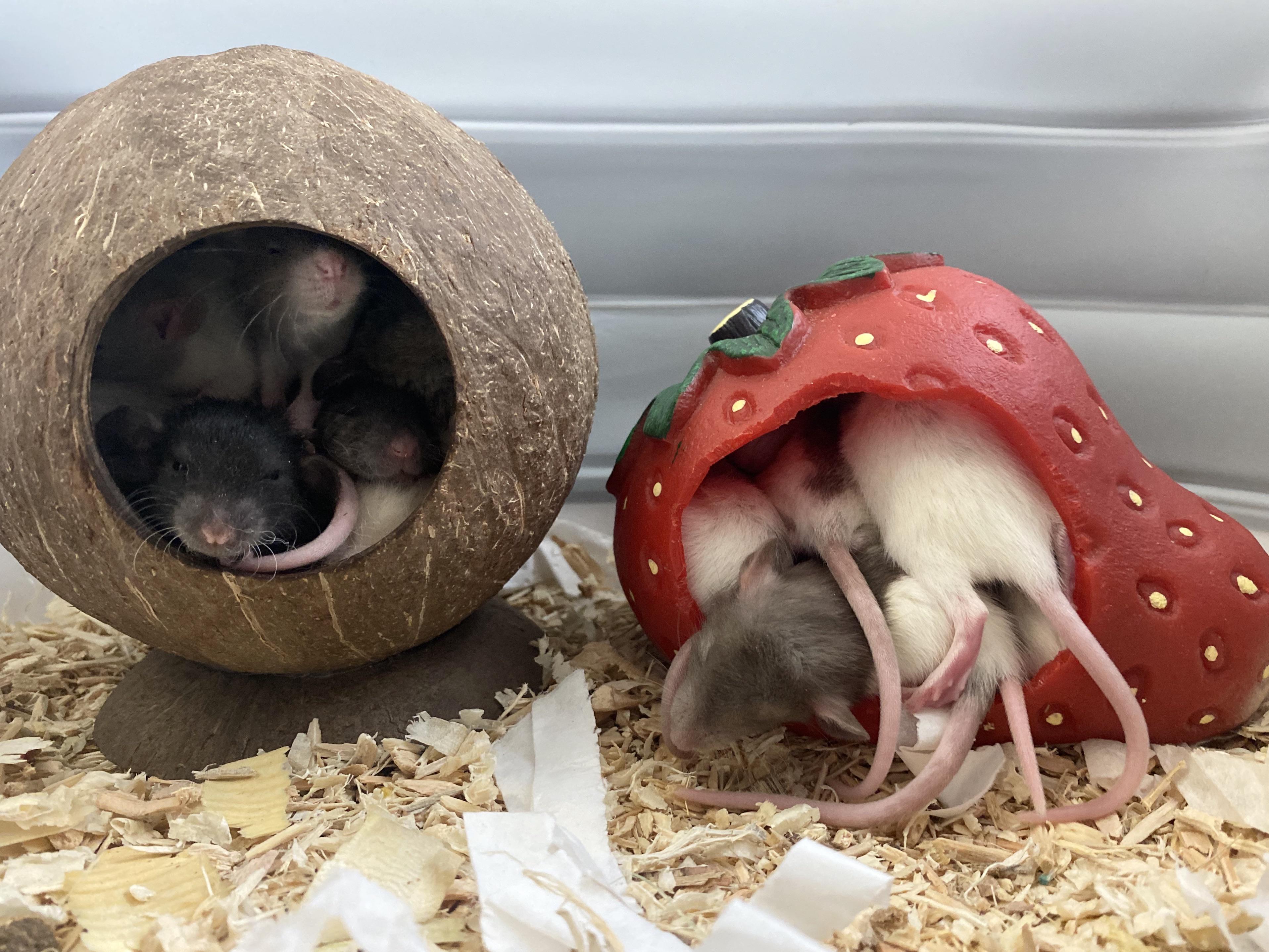 Team Coconut 🥥 or Team Strawberry 🍓 ? r/RATS