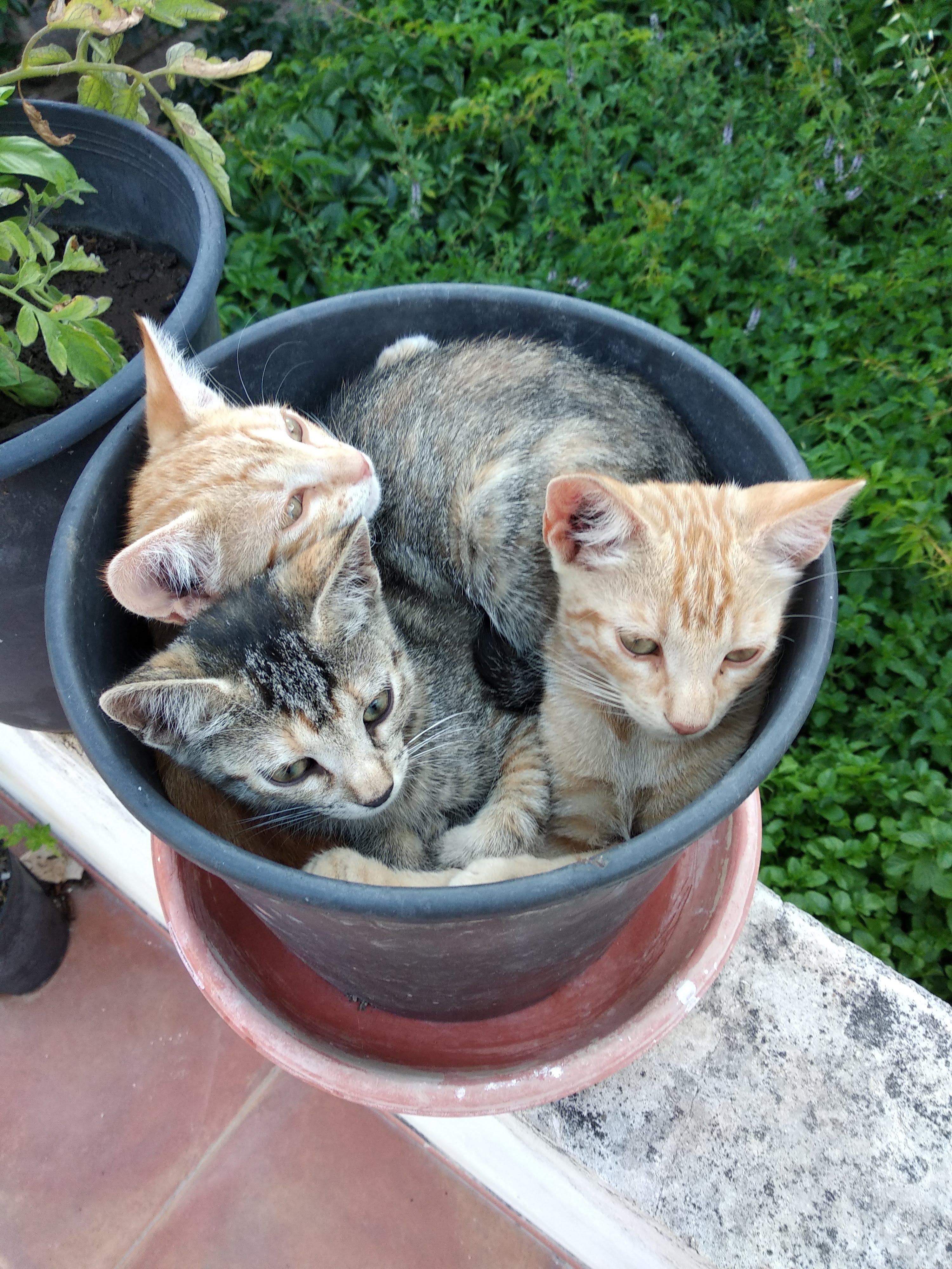 I planted tomatoes and I found cats r/pottedcats