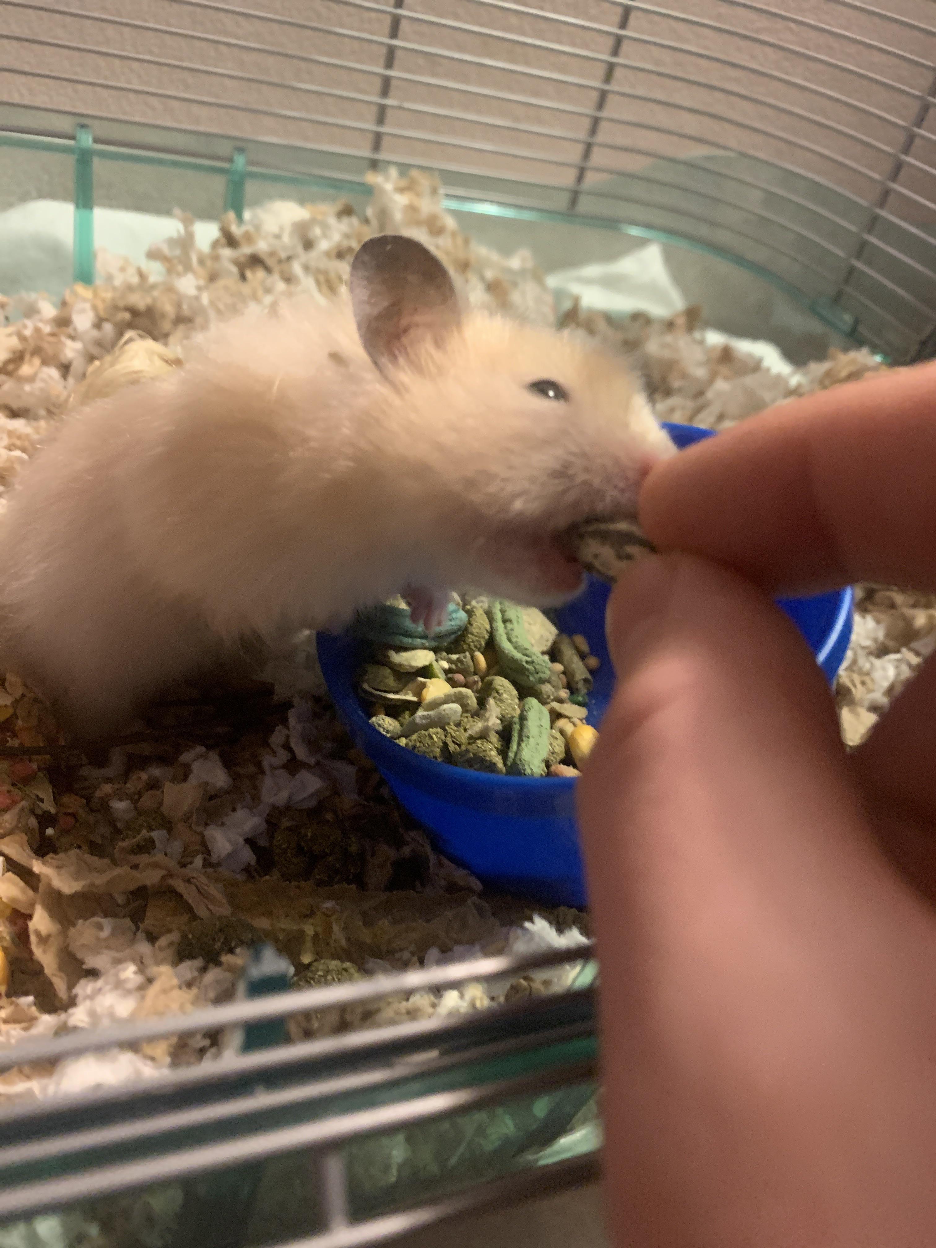 jelly loves her sunflower seeds💞 r/hamsters