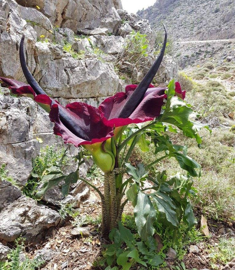 Dragon Arum, aka Dragon Flower or Voodoo Lilly (Dracunculus vulgaris