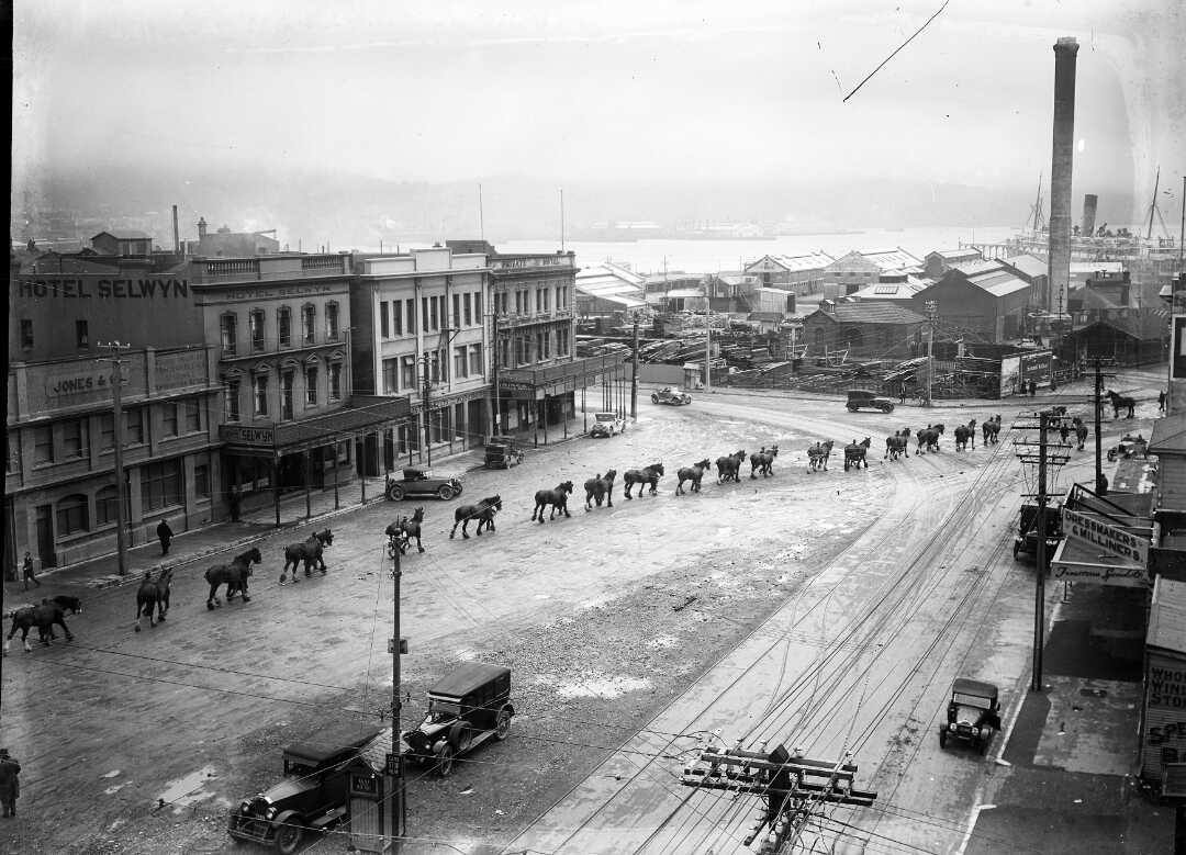 A procession of Clydesdale horses on Cambridge Terrace, Wellington, in