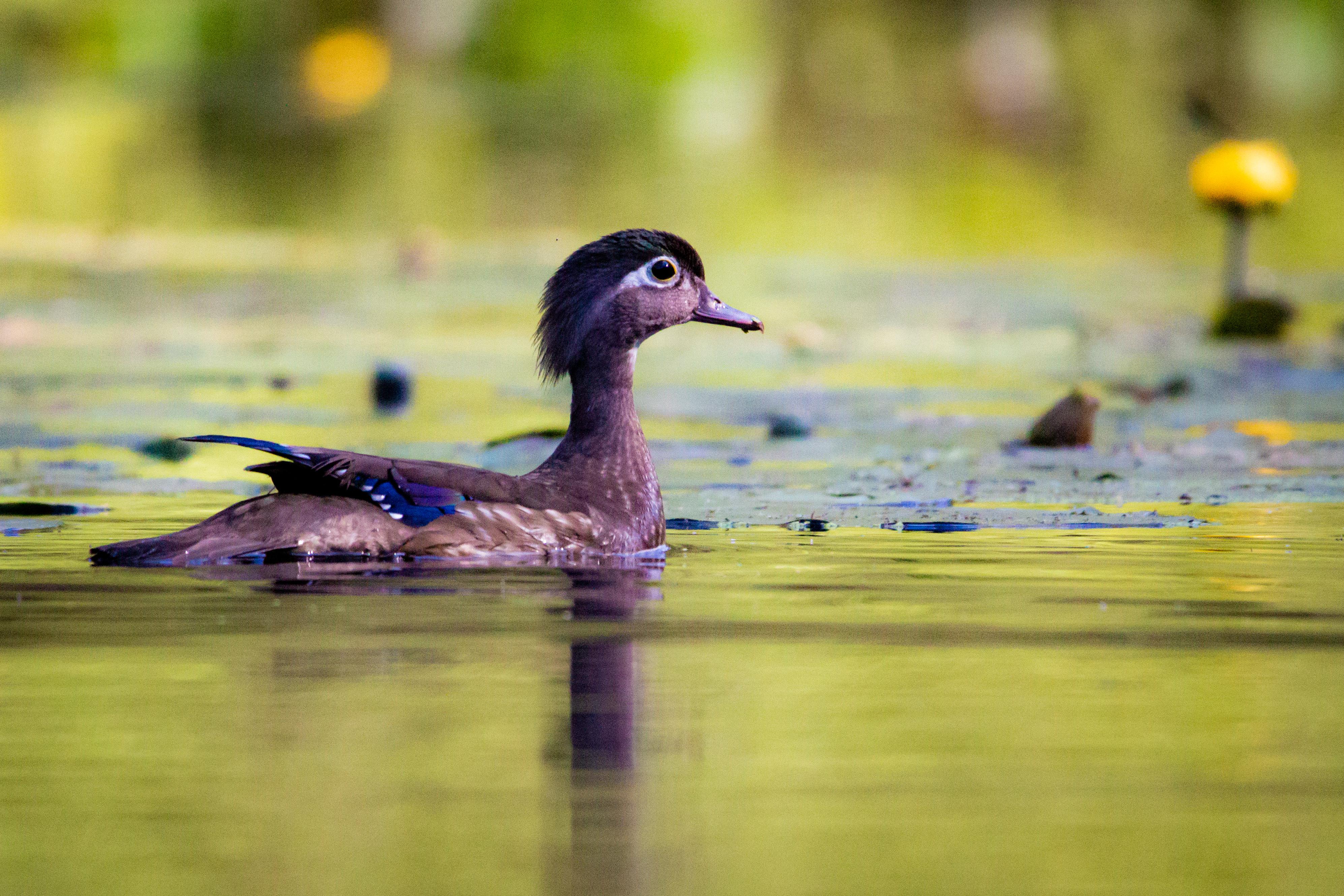 Female Wood Duck r/wildlifephotography