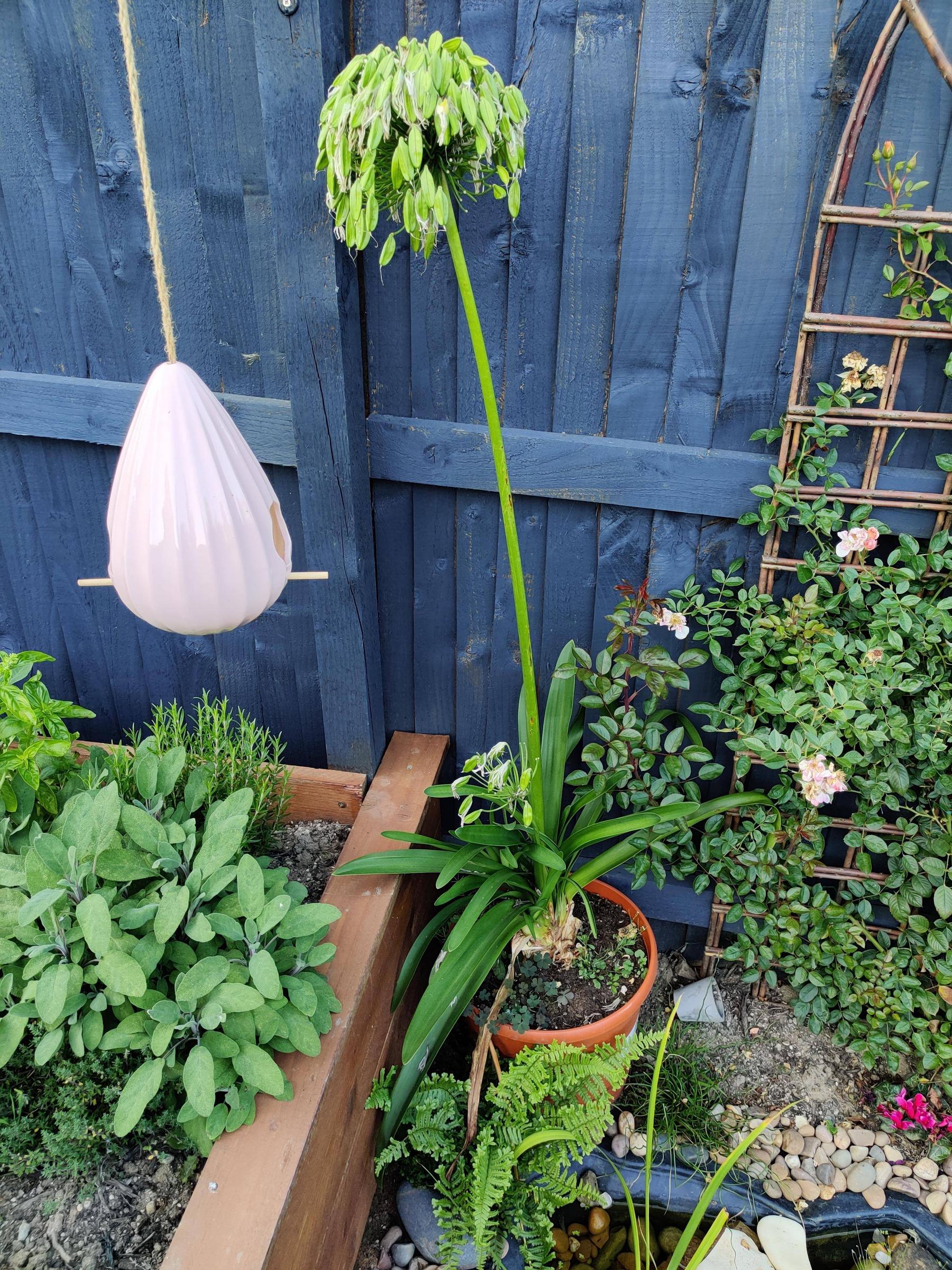 Do I need to deadhead this Agapanthus? r/GardeningUK
