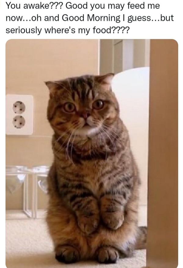 Oh Lulu... r/Catmemes