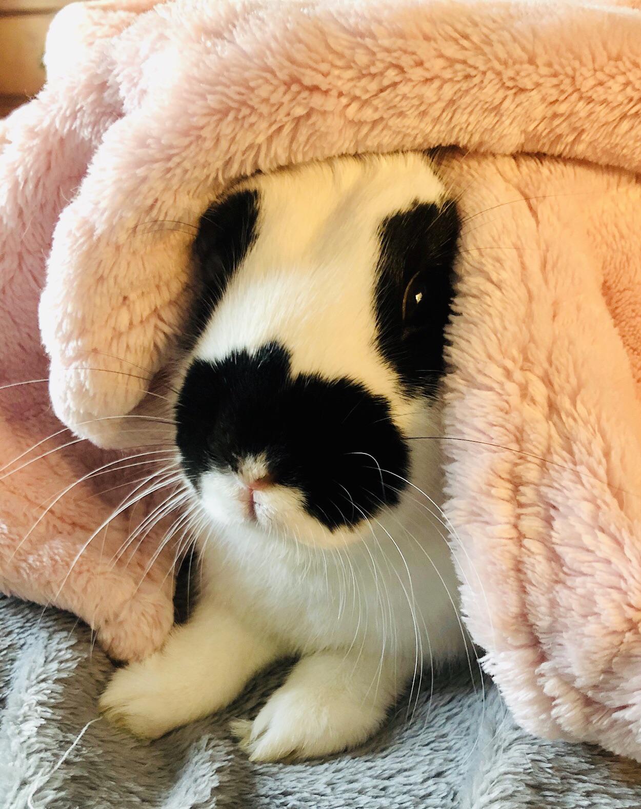 BunBun loves her blankets! She loves to burrow in them and then pop her