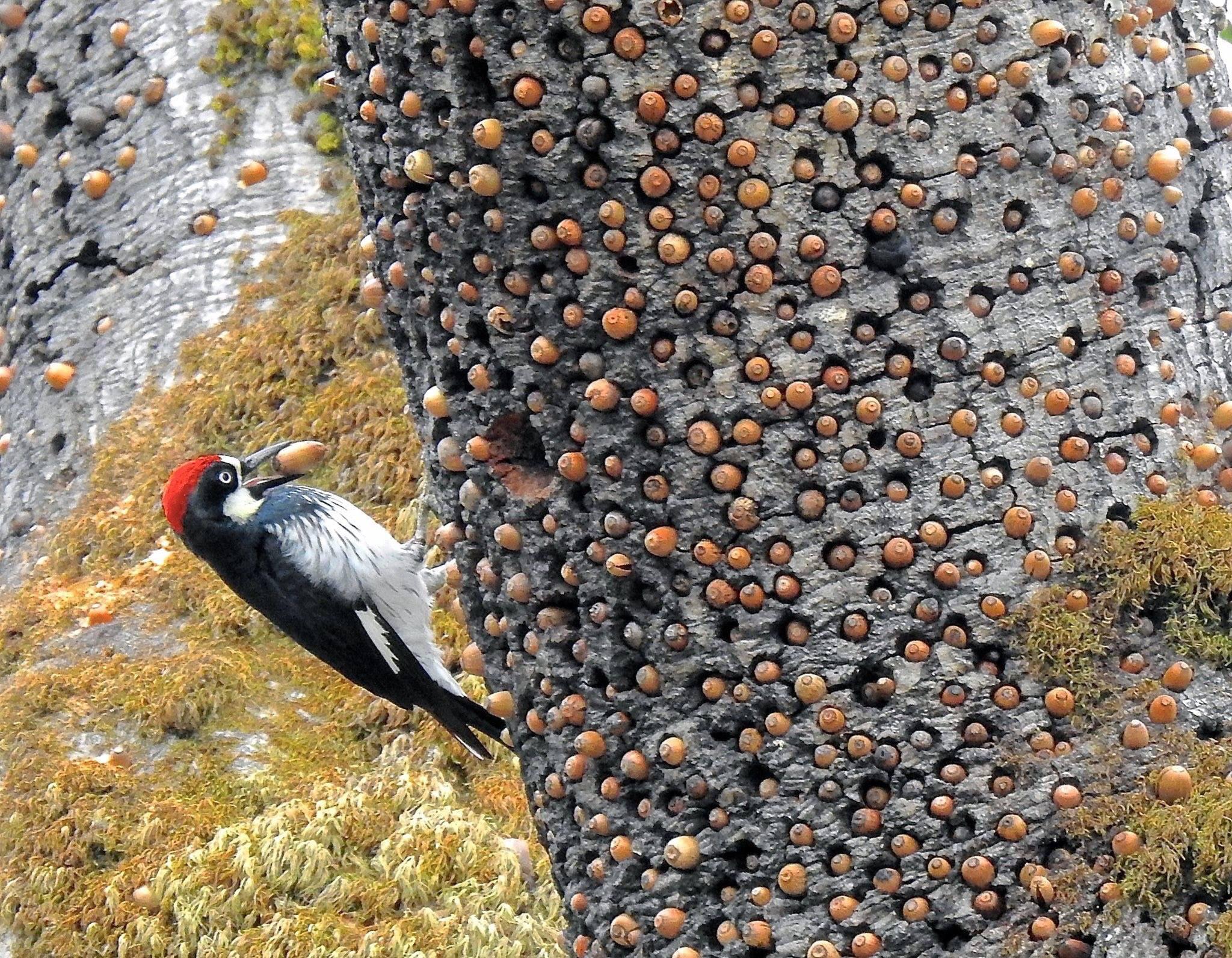 An Acorn Woodpecker admiring his stash in a granary tree r