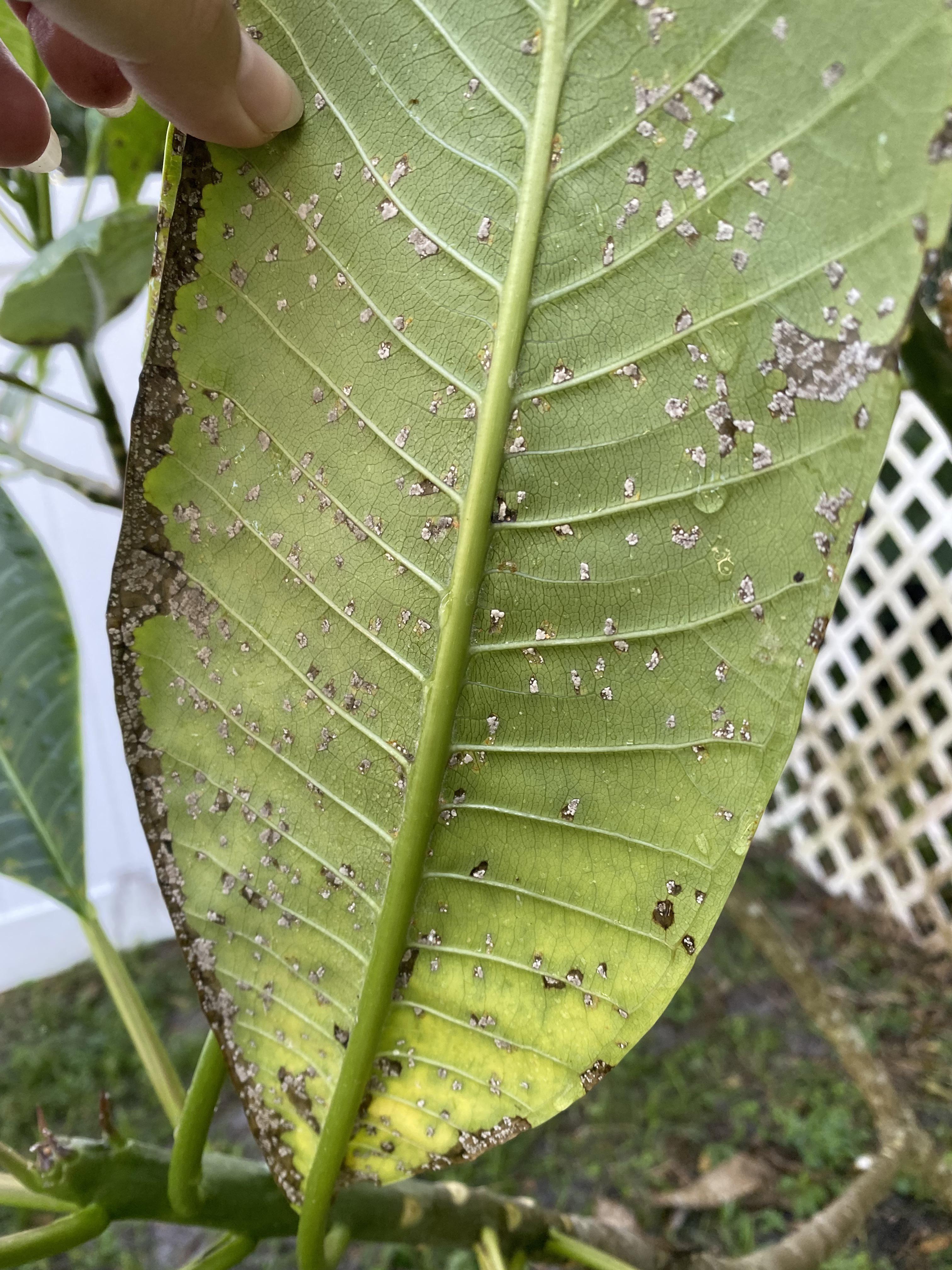 Help! What is happening to my plumeria? The leaves are all covered in