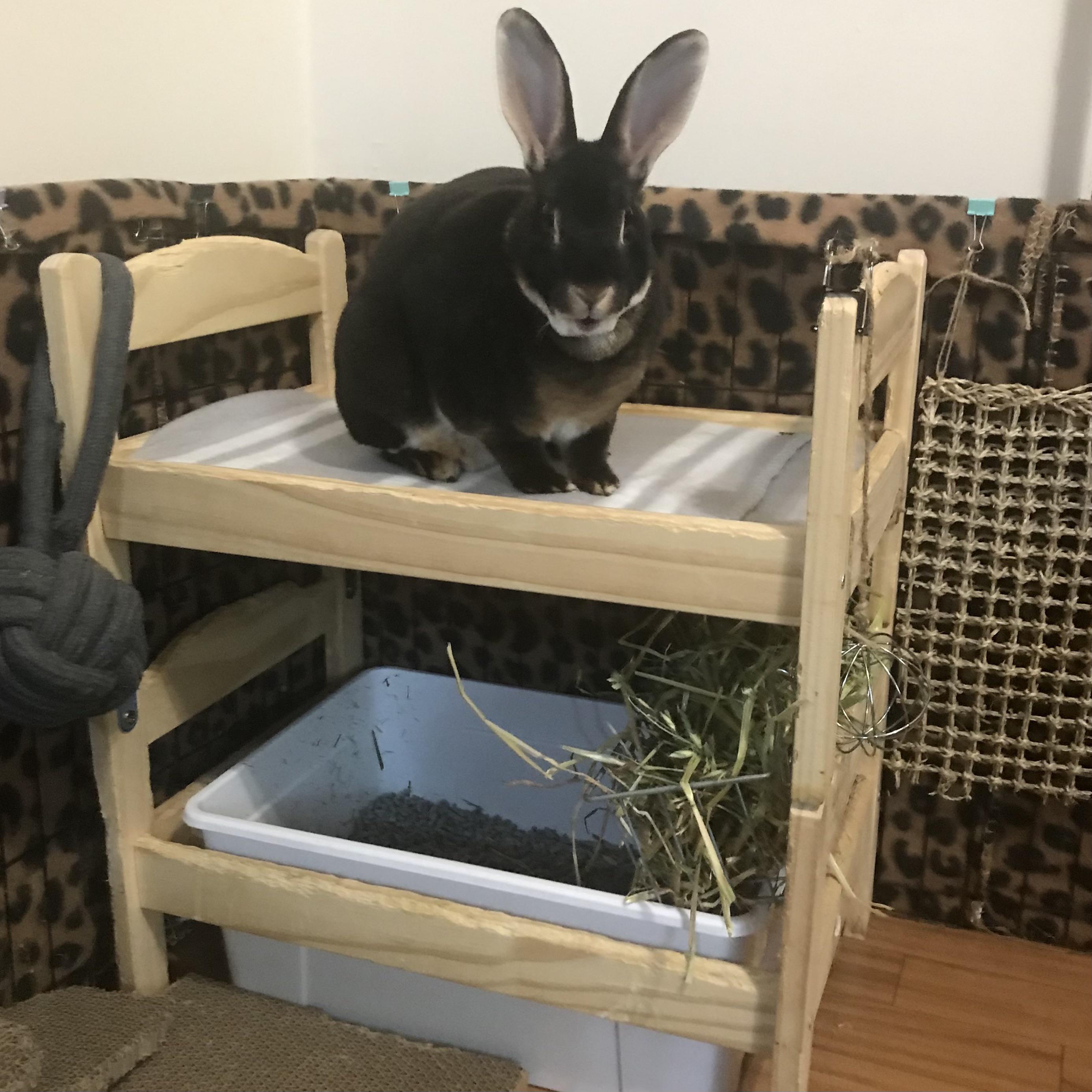 My IKEA bunny bed hack. (Info in comments.) r/Rabbits