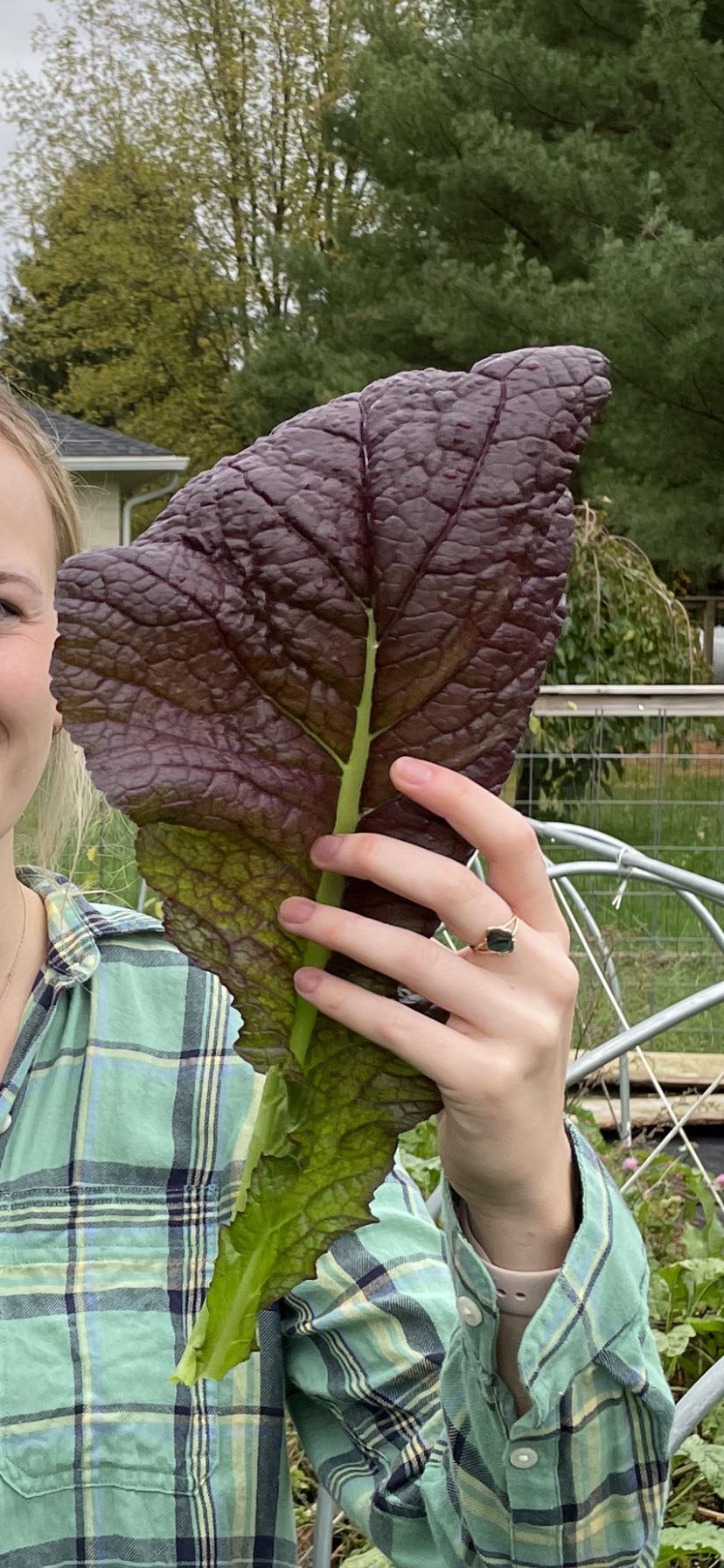 What is this? I thought it was lettuce but it tastes like horseradish