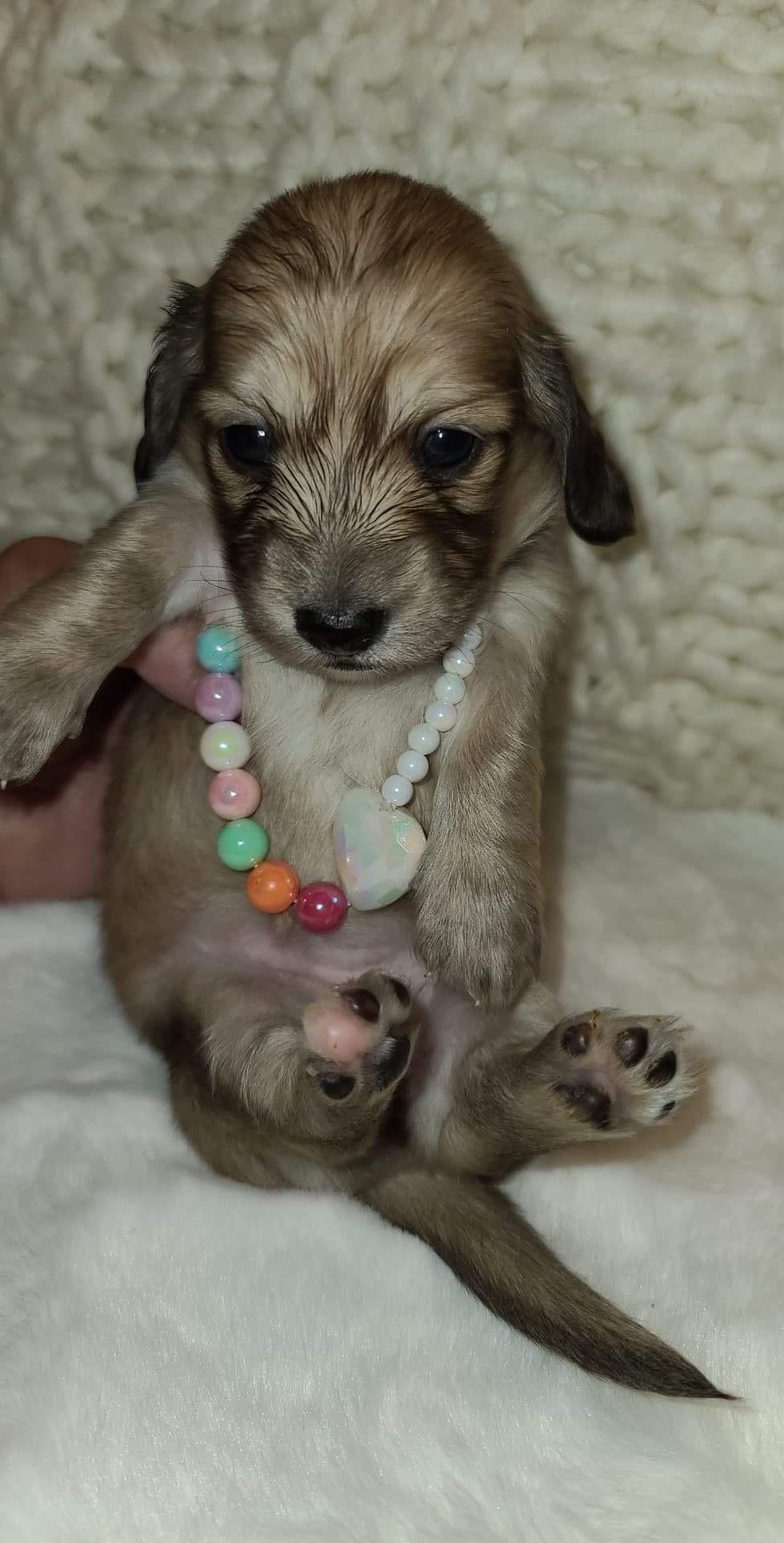 Hi! We are less than 4 weeks from bringing our puppy home. I’ve heard