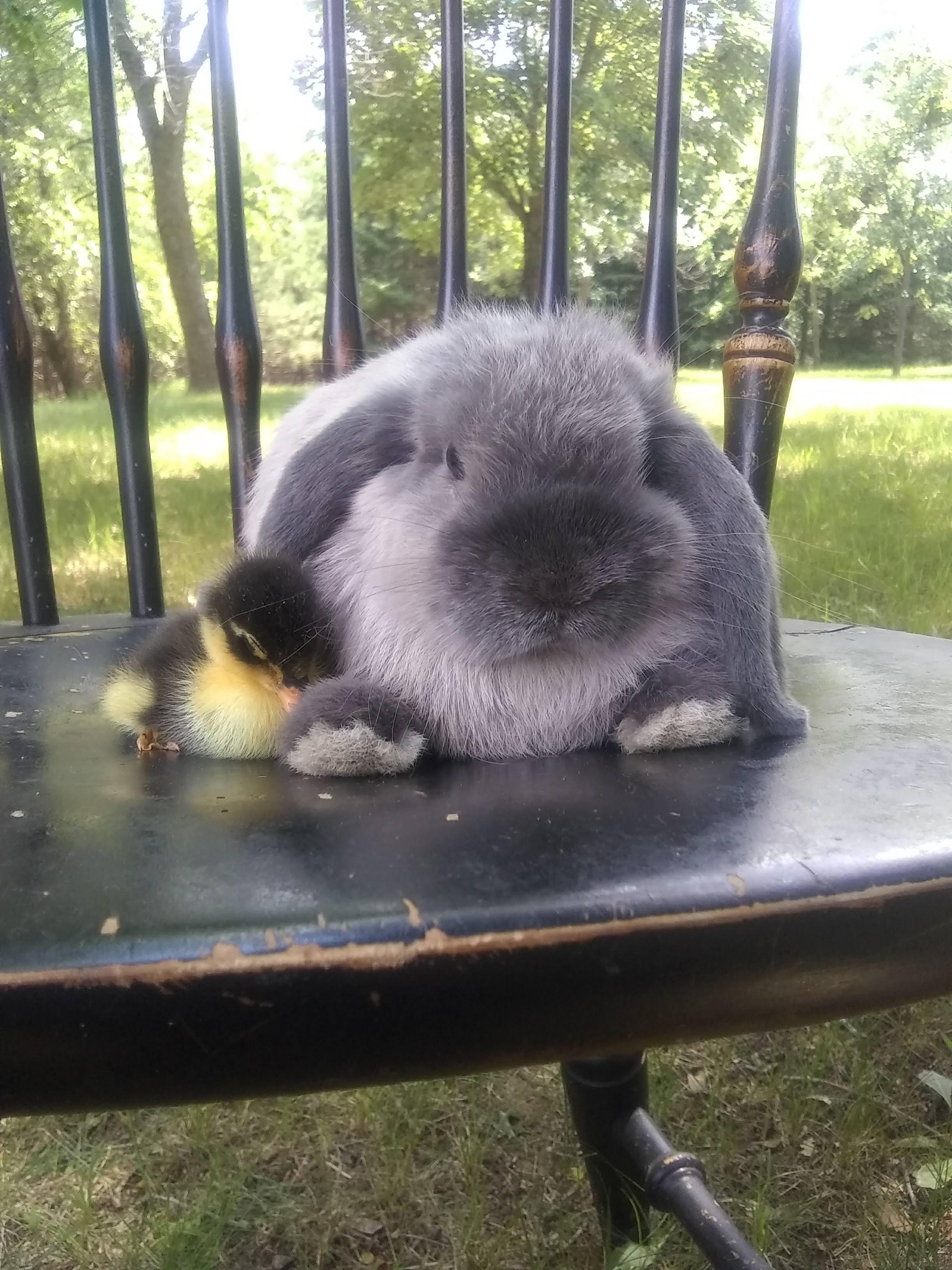 Willow and his pal r/Rabbits