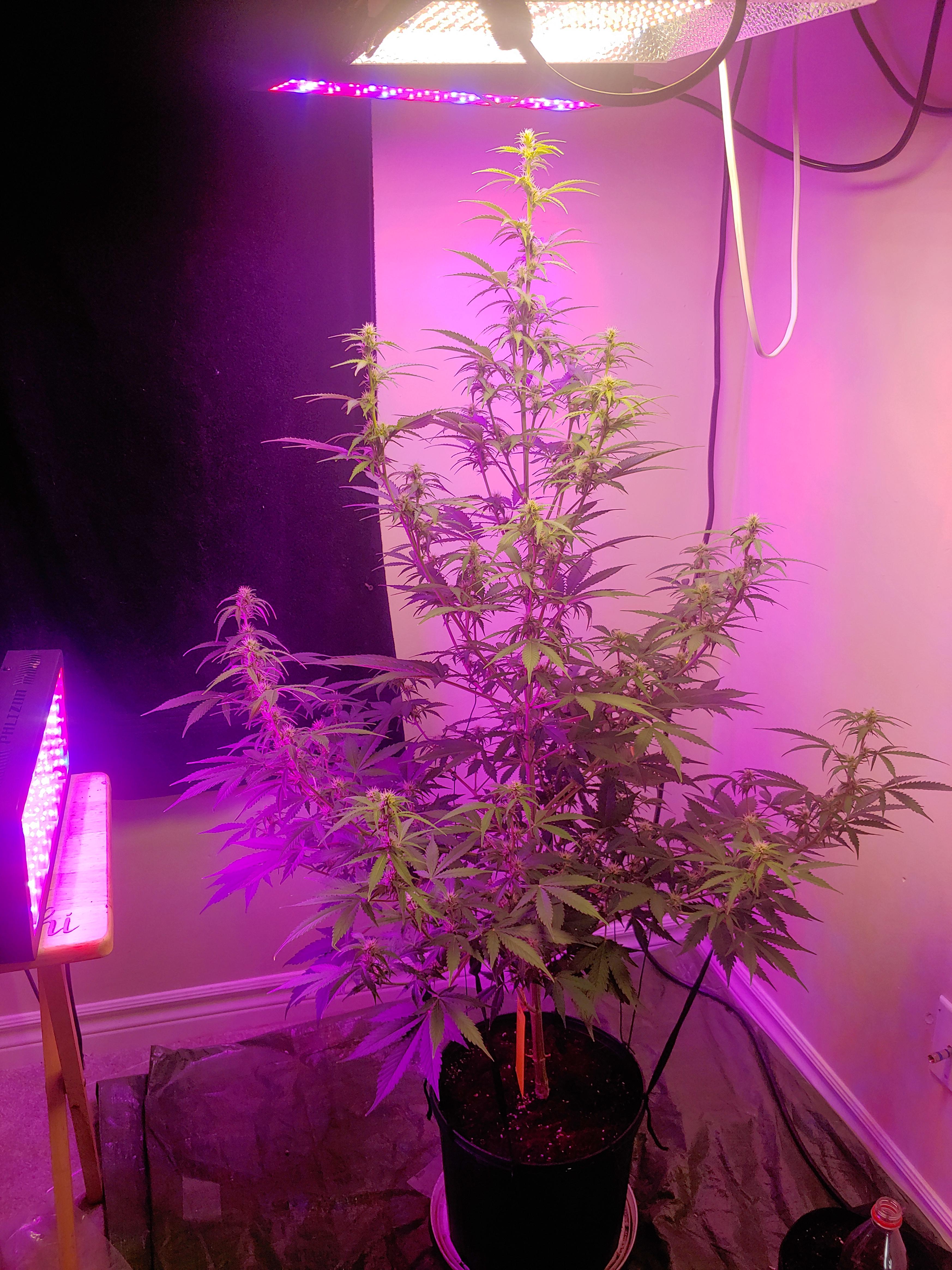My white widow auto 2 weeks into flowering r/Autoflowers