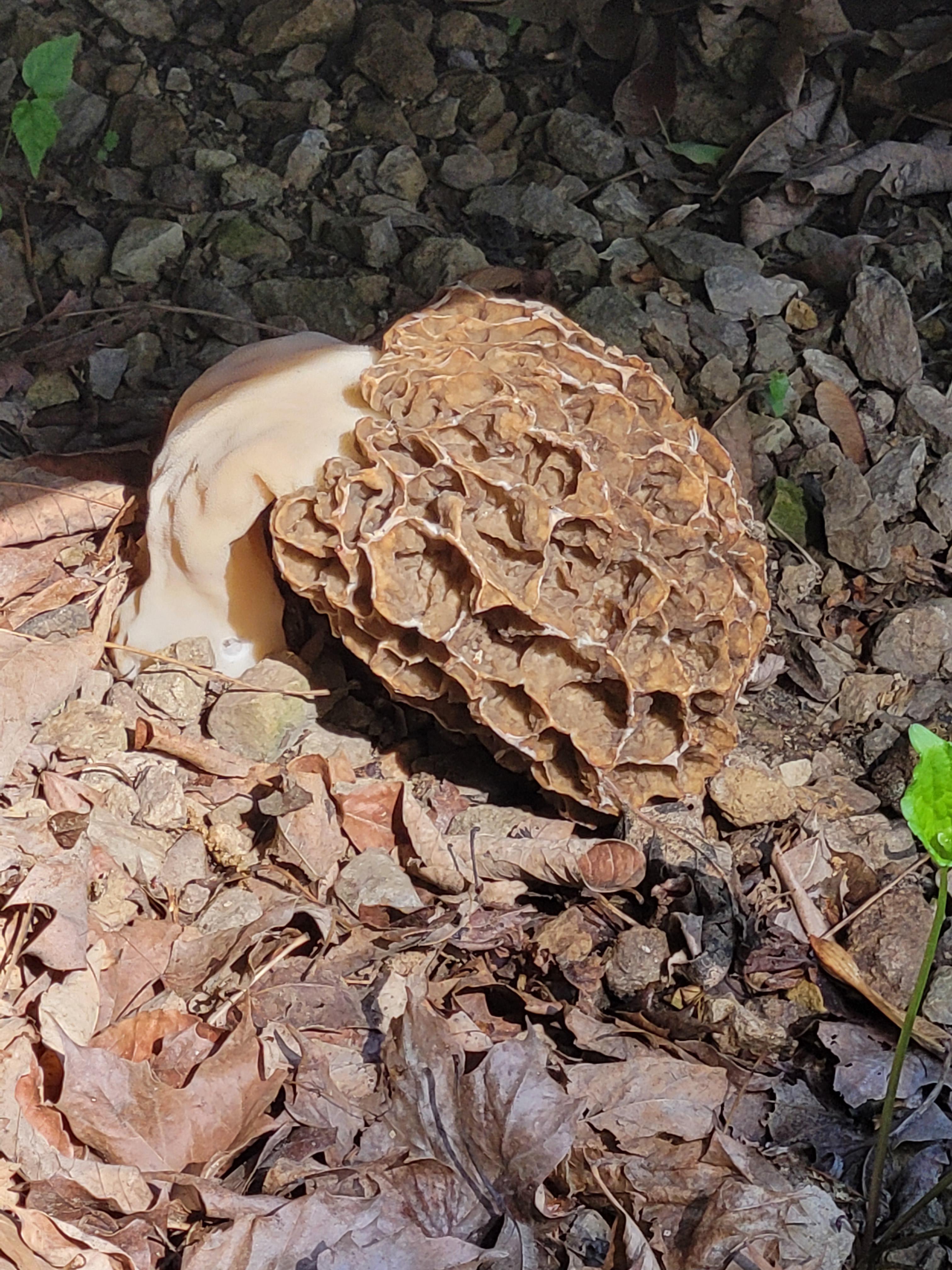Morel Foraging Communities PNW Wildfires Morel_Hunting