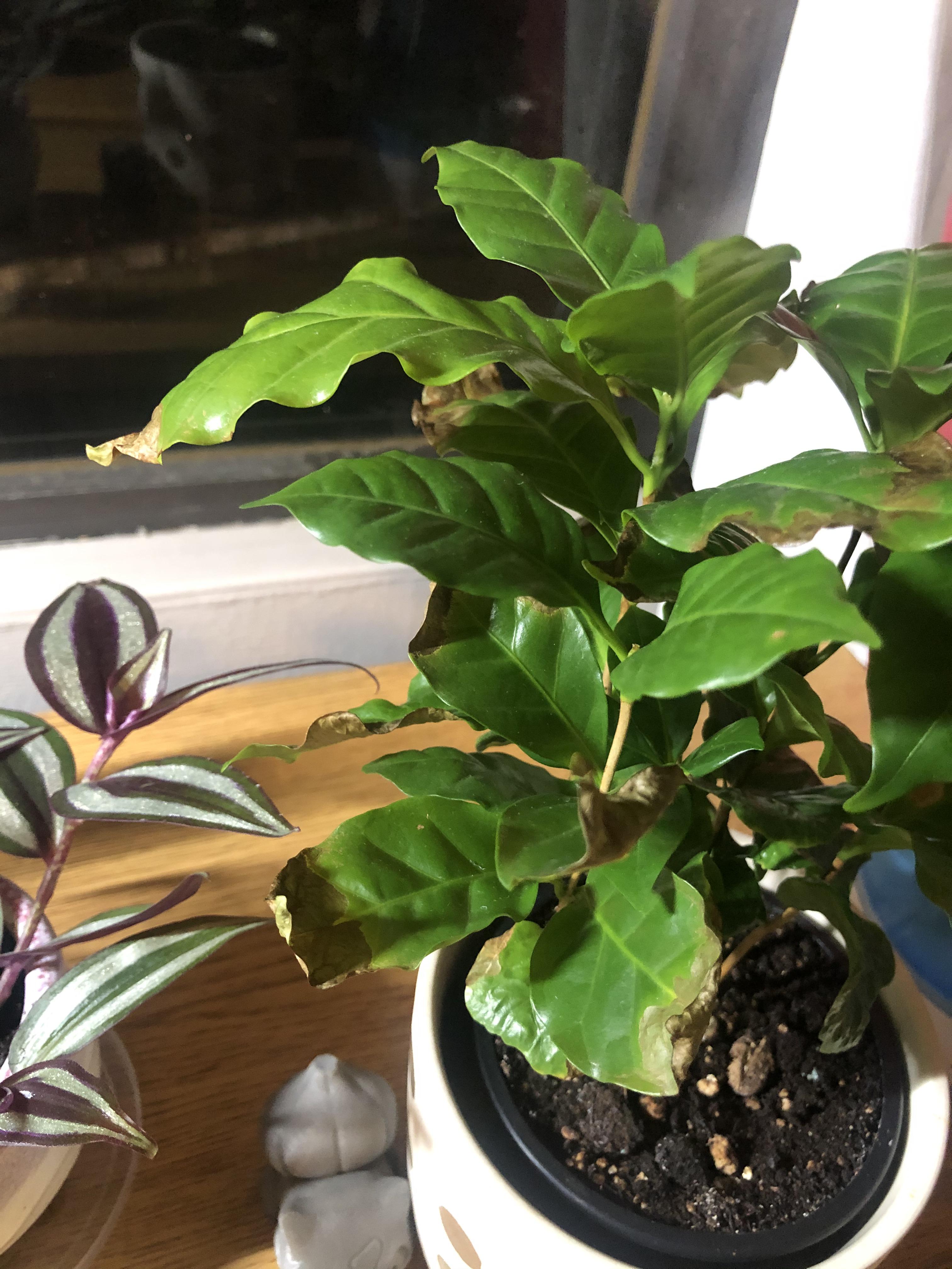 Anyone know what is happening to my coffee plant? I’ve been keeping a