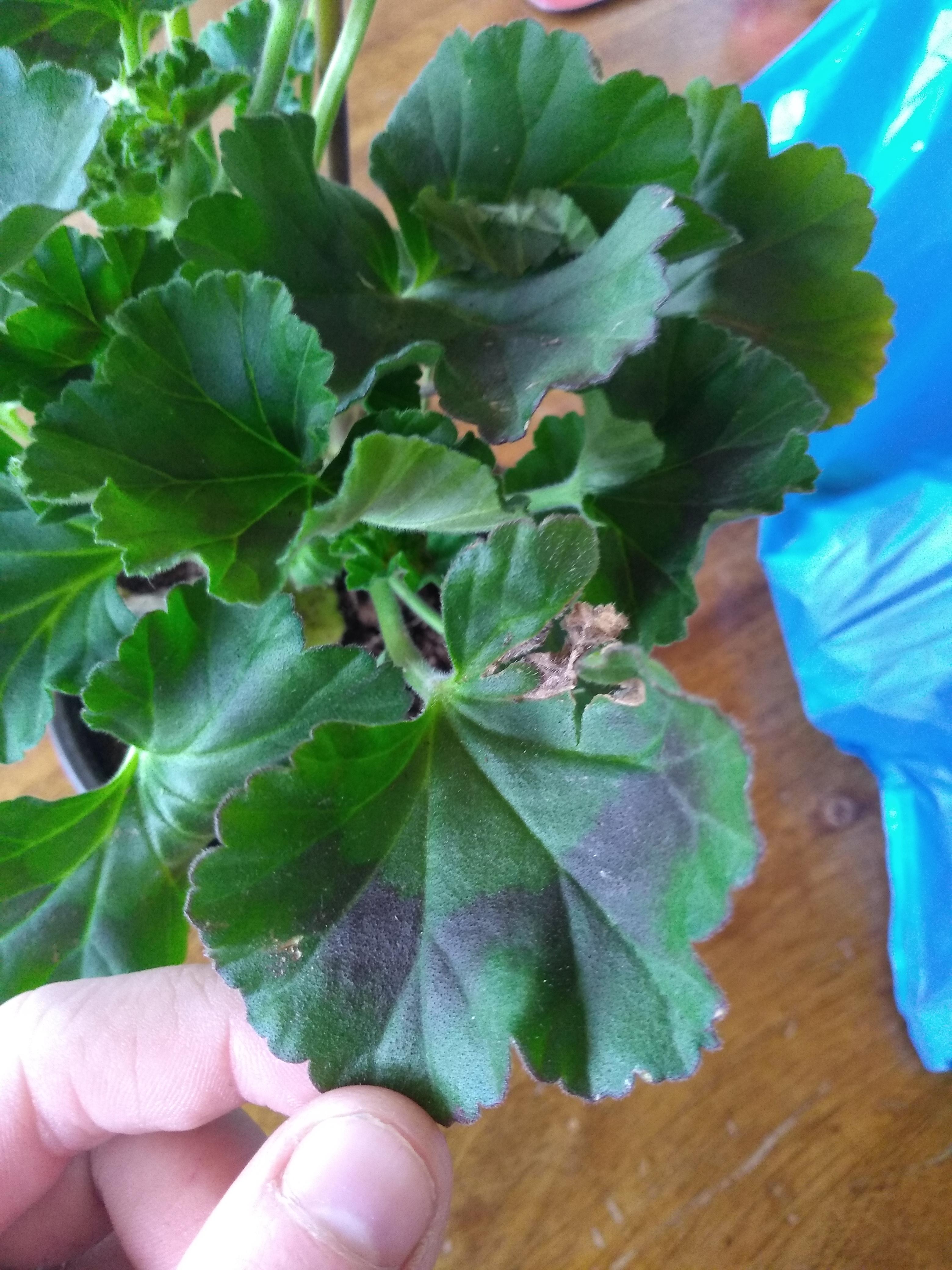 Is this geranium ok? Its leaves have these black rings. r/gardening