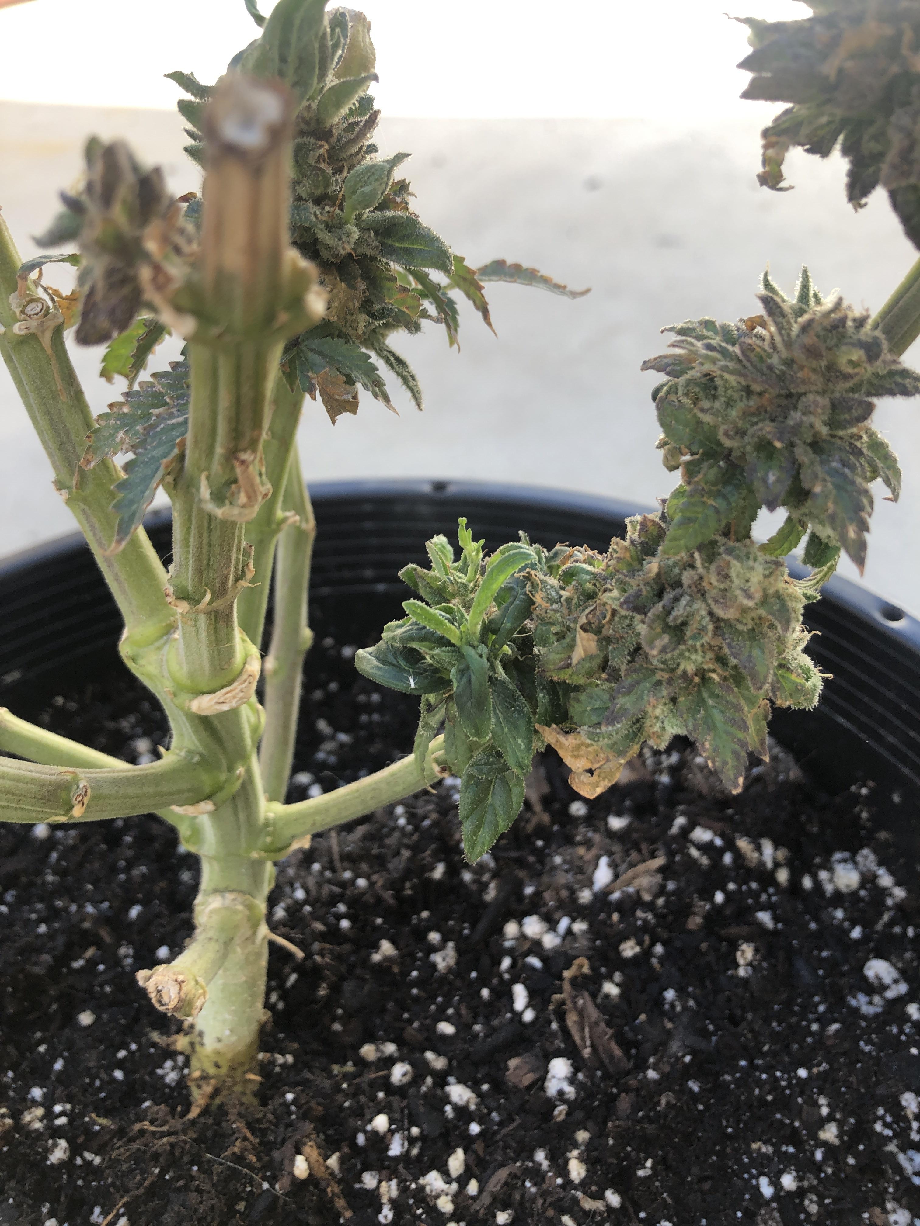 She's glad she was able to use the wedding cake she started to enjoy for me