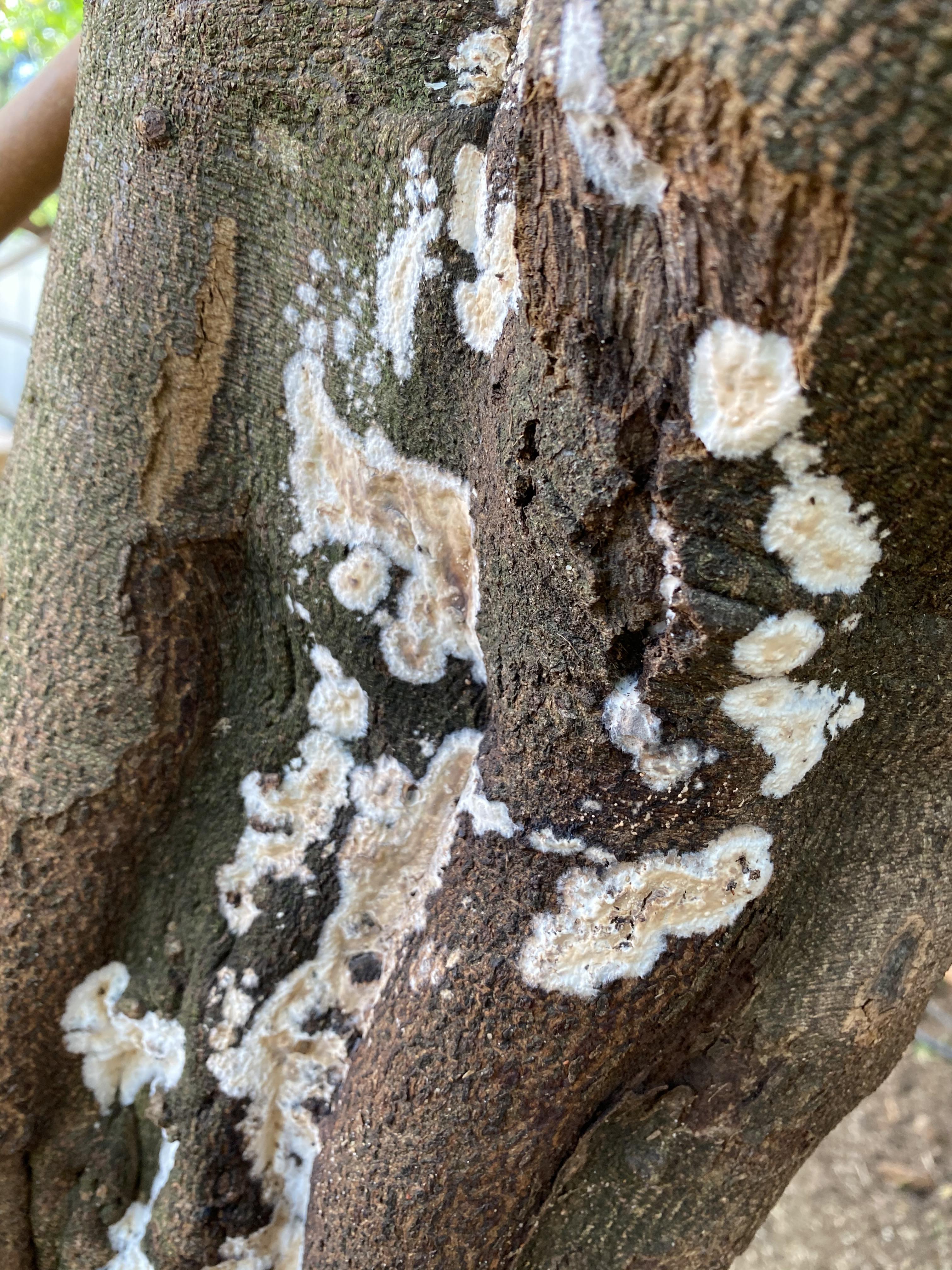 Can anyone tell me what this is growing on my tree? r/gardening