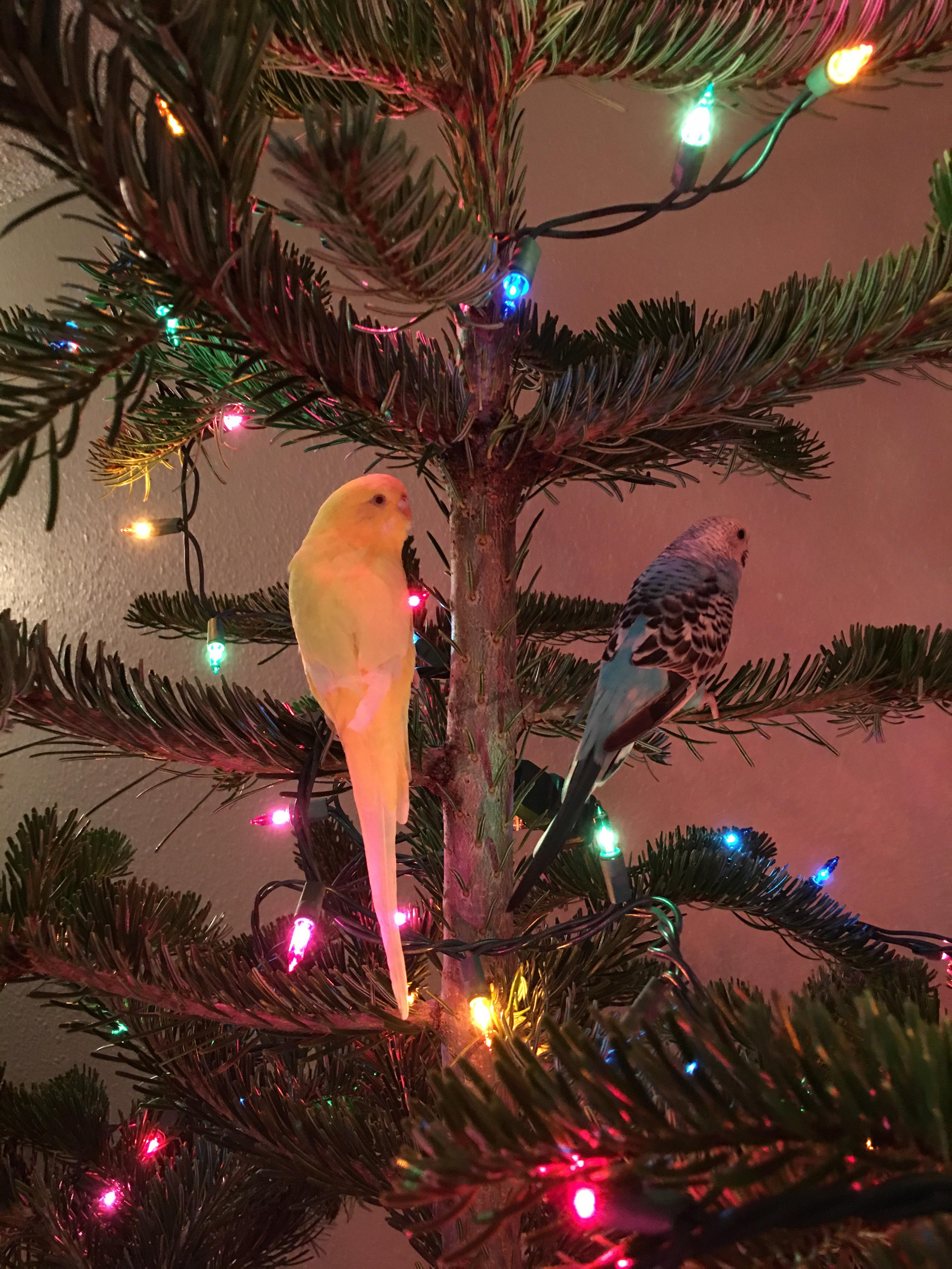 Christmas Budgies!!! r/budgies