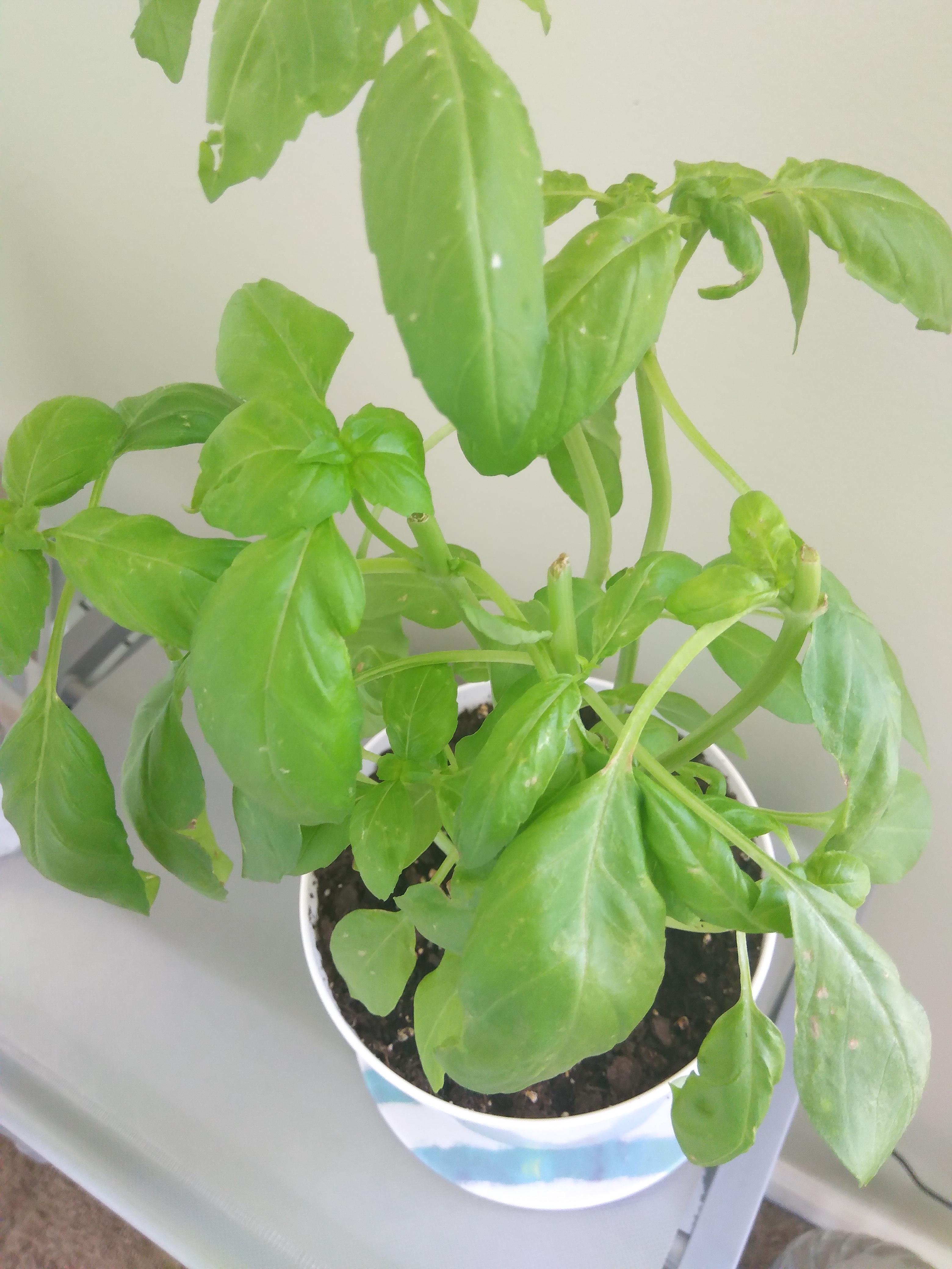 I've been getting these white spots on my basil plant. I leave it near