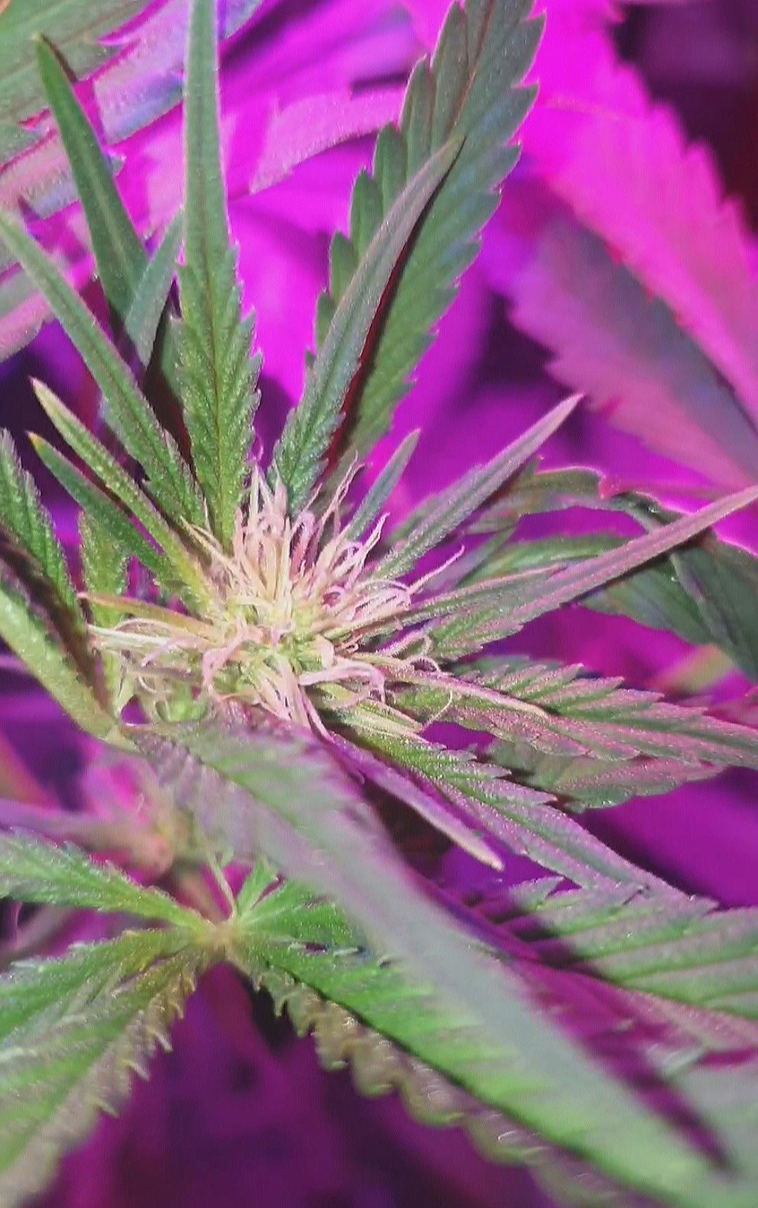 Strawberry pie auto has finally started making her bud sites known. She