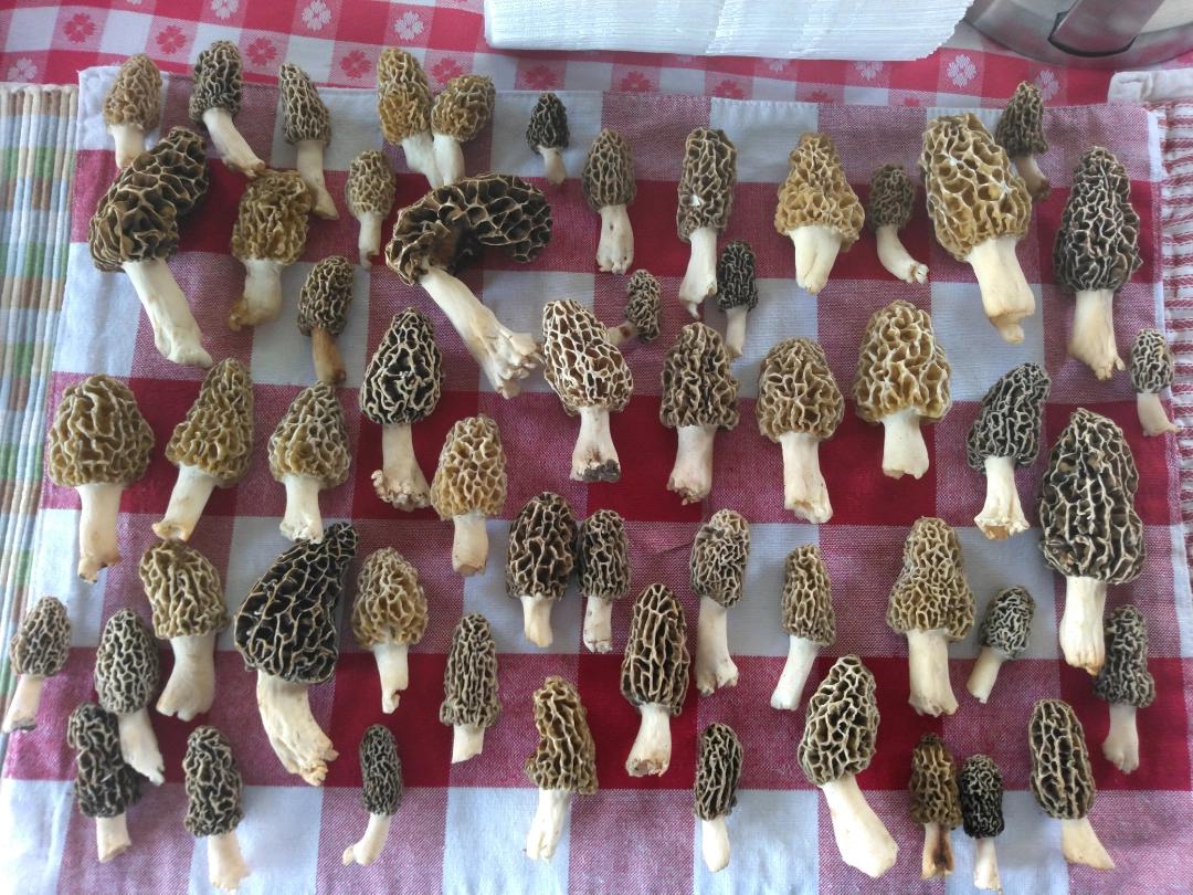 Morels are out in full St Louis county Missouri. Think I found 56 and
