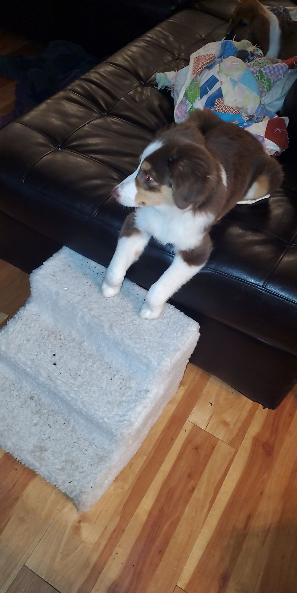 Weird dog foot curl r/curledfeetsies