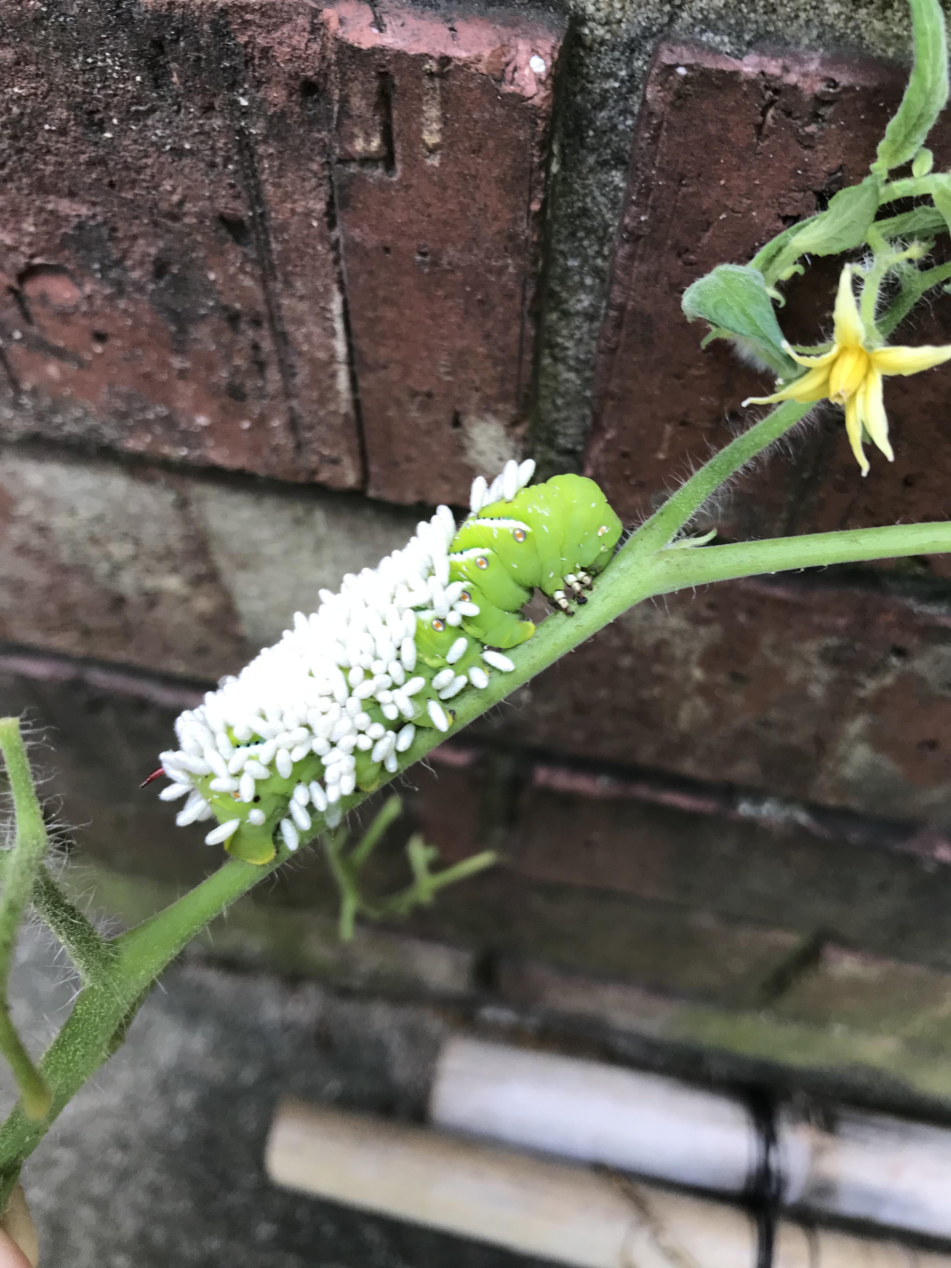 This tomato horn worm from my garden being completely owned by