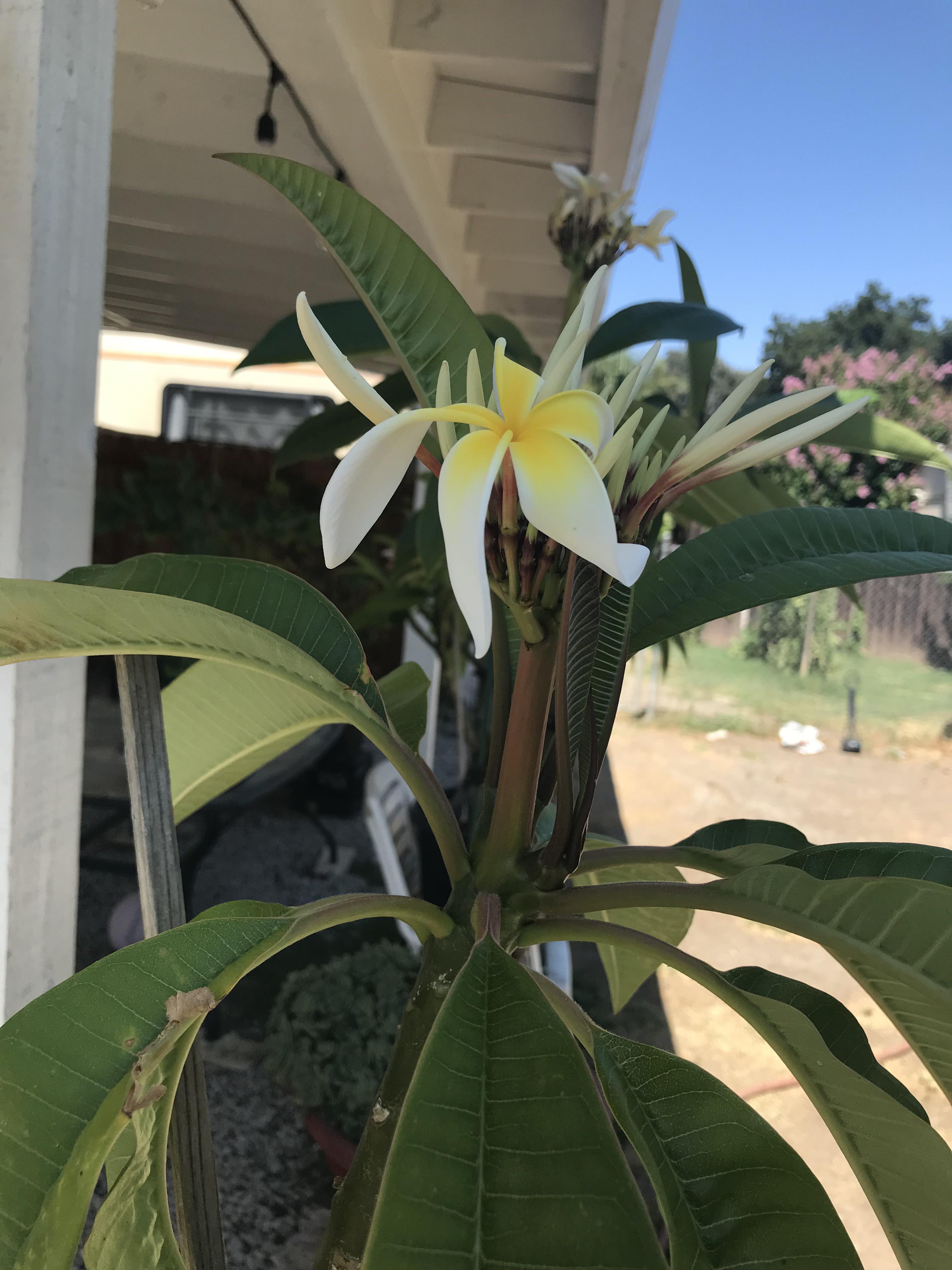 I just found a purple jack plumeria at Lowe’s!!! I’m so happy 😃 Plumeria